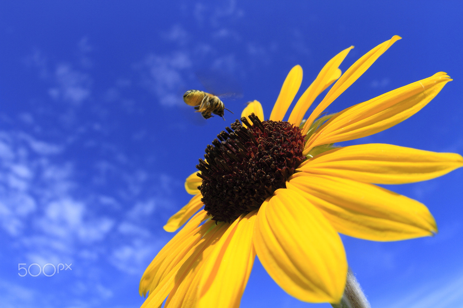 Canon 15mm sample photo. Sunflower photography