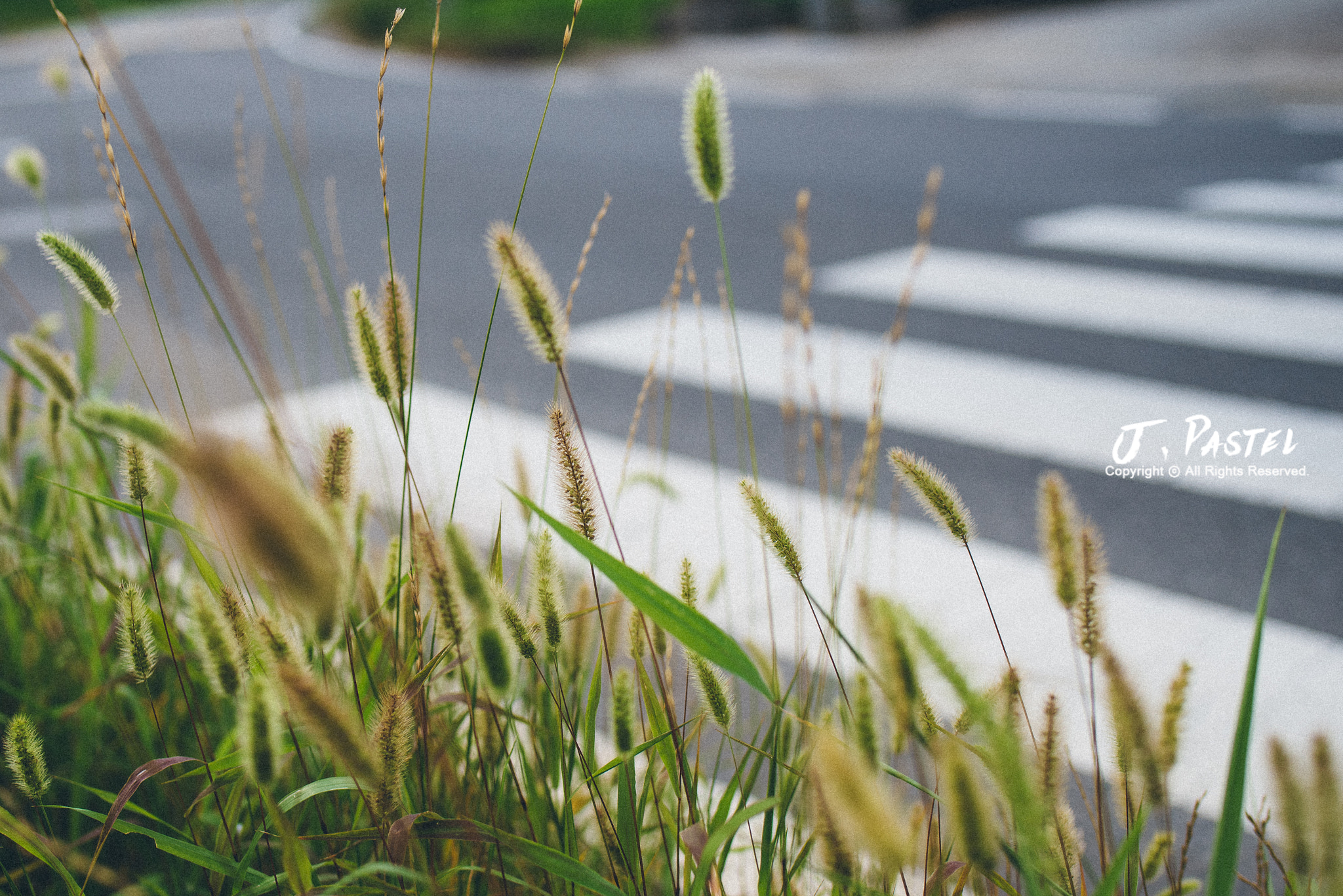 Nikon D750 + Tamron SP 35mm F1.8 Di VC USD sample photo