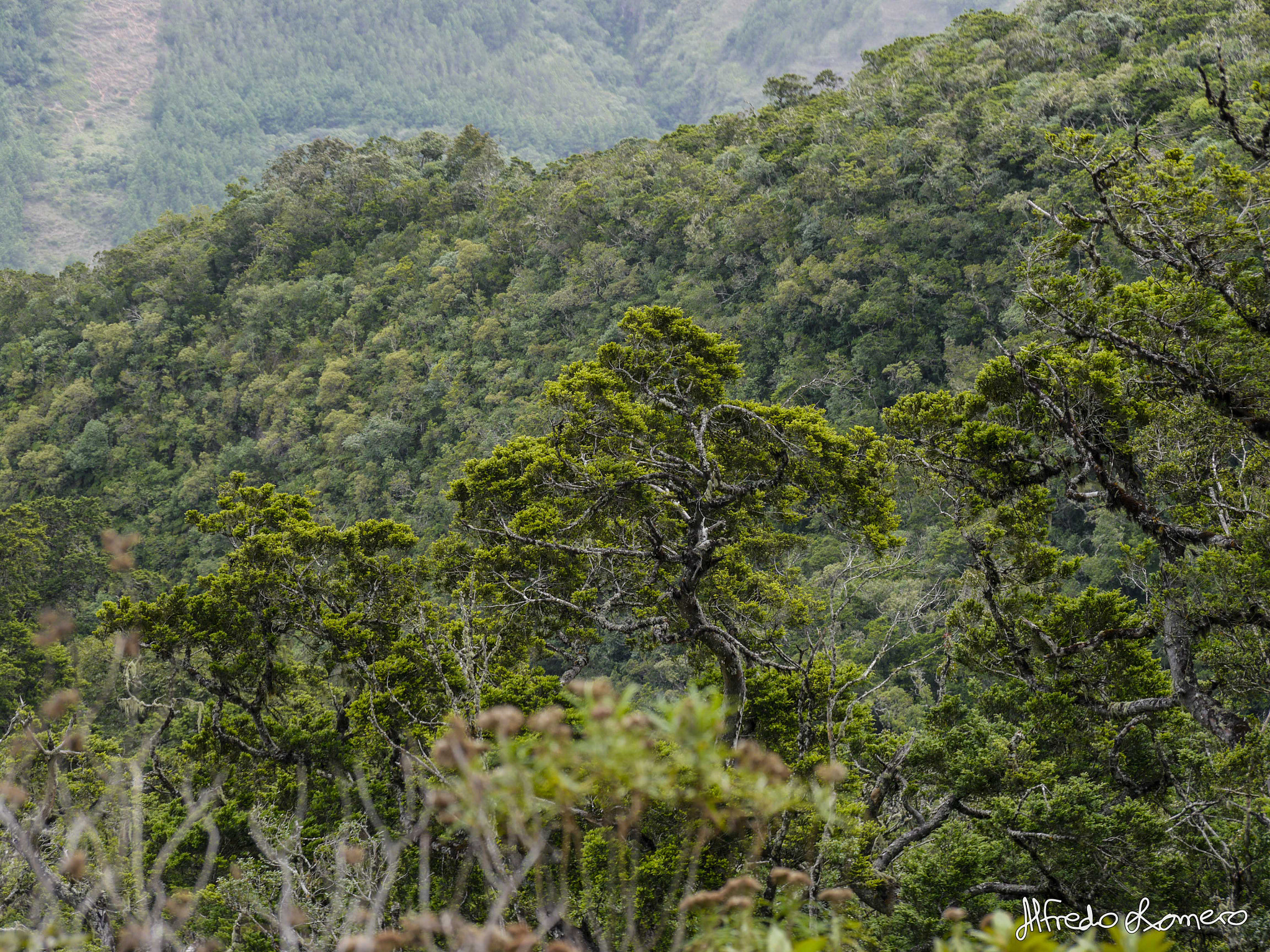 Panasonic Lumix DMC-G5 sample photo. Pino de monte (podocarpus) emerging from the cloud forest  photography