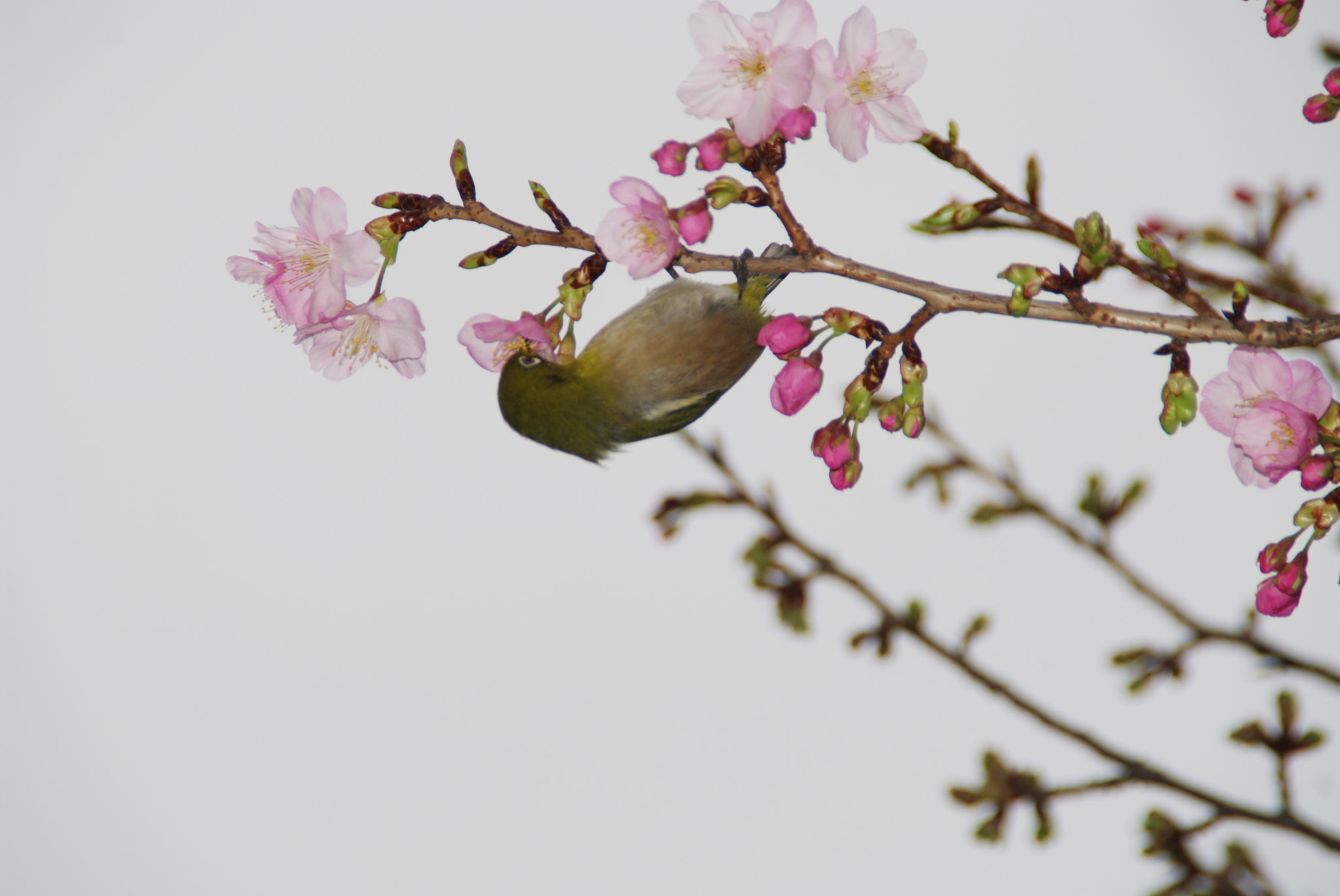 Tamron AF 18-200mm F3.5-6.3 XR Di II LD Aspherical (IF) Macro sample photo. A early blooming photography