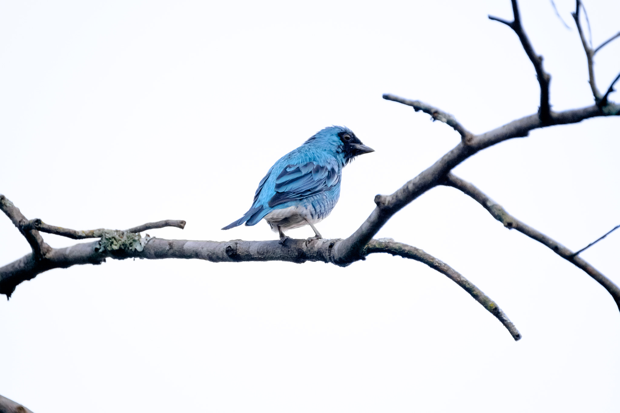 Fujifilm XF 100-400mm F4.5-5.6 R LM OIS WR sample photo. Saí andorinha photography