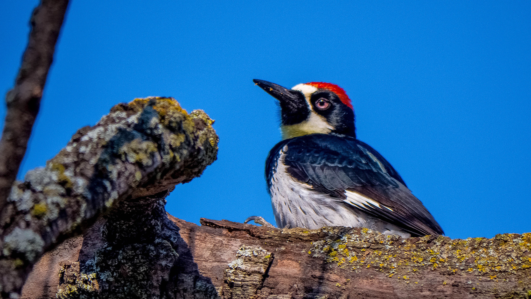 Panasonic Lumix DMC-GH3 sample photo. Acorn woodpecker photography