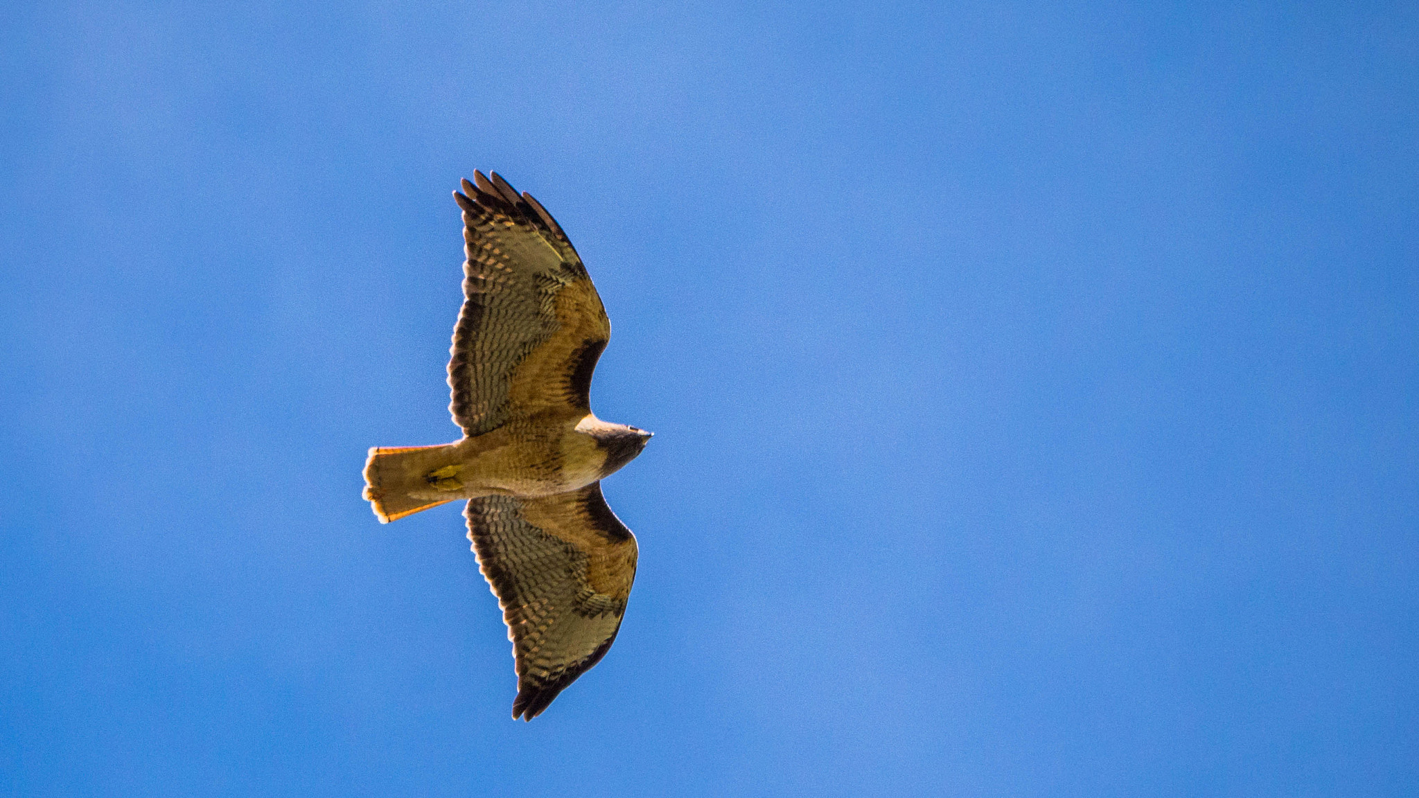 Panasonic Lumix DMC-GH3 sample photo. Redtail hawk photography