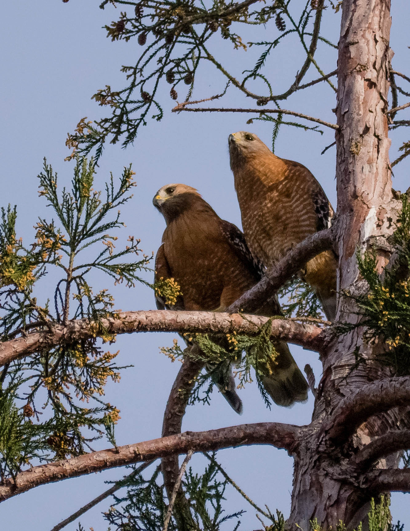 Panasonic Lumix DMC-GH3 sample photo. A pair of red shouldered hawks photography
