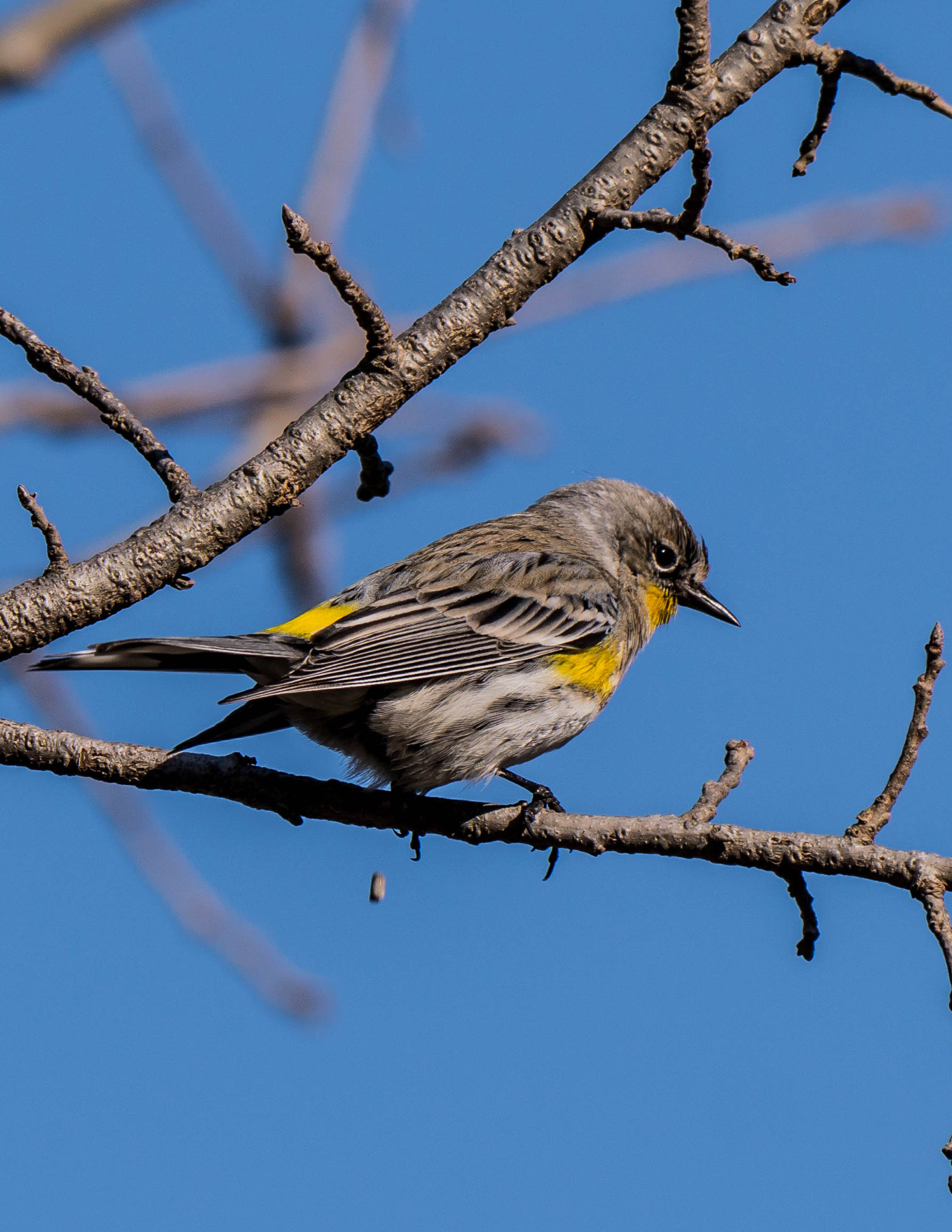 Panasonic Lumix DMC-GH3 sample photo. Audubon warbler photography