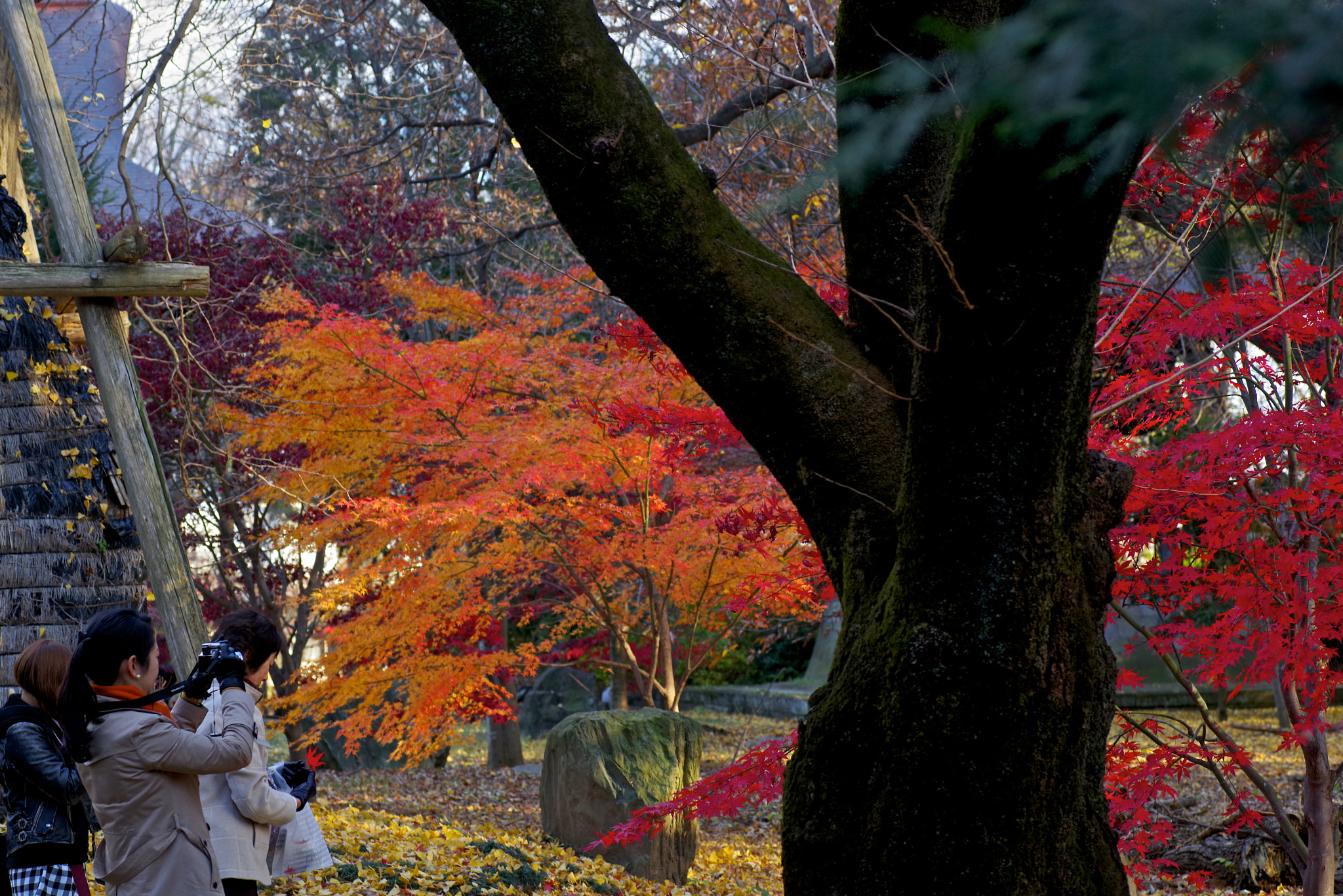 Pentax K-1 + Tamron SP AF 90mm F2.8 Di Macro sample photo. Autumn viewing photography