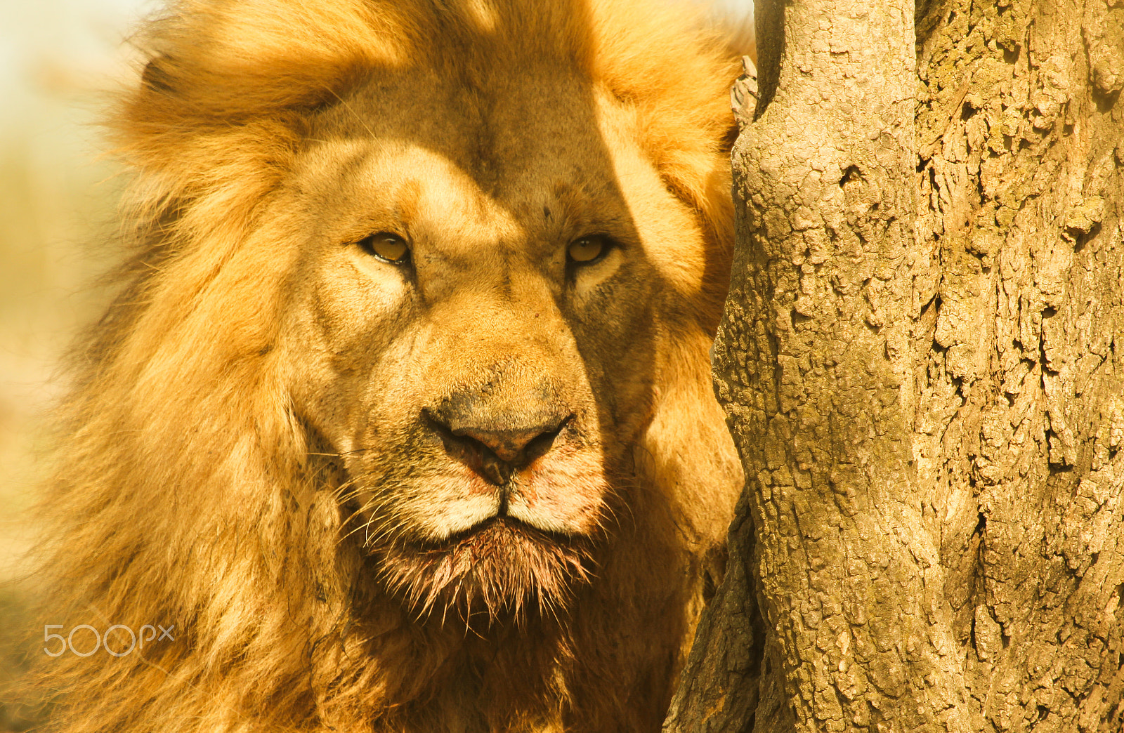 Canon EF 100-400mm F4.5-5.6L IS USM sample photo. The king of the jungle after a hearty meal! photography