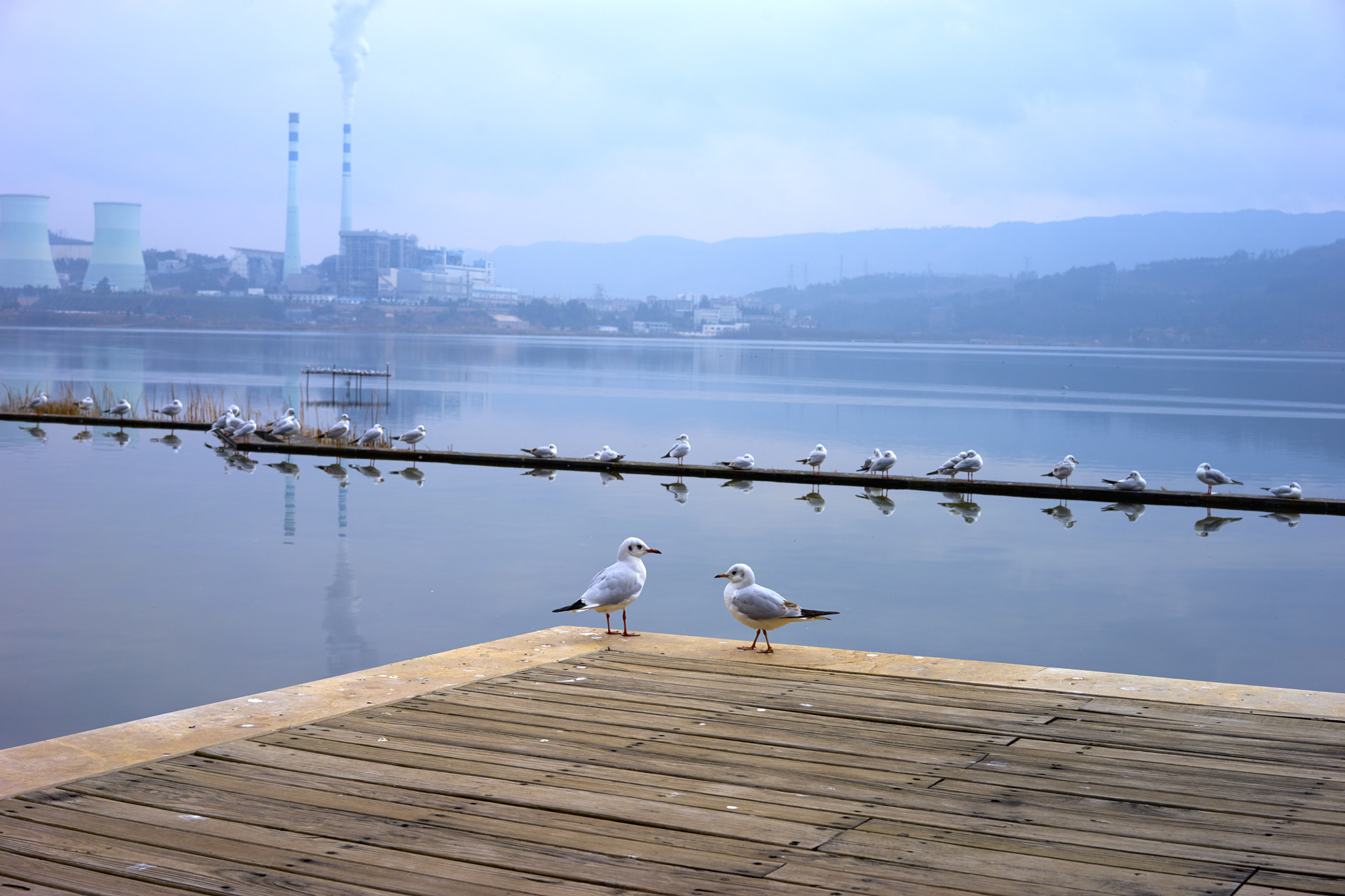 Sony a7 II + Sony Sonnar T* FE 55mm F1.8 ZA sample photo. Seagulls on winter lake near a factory photography
