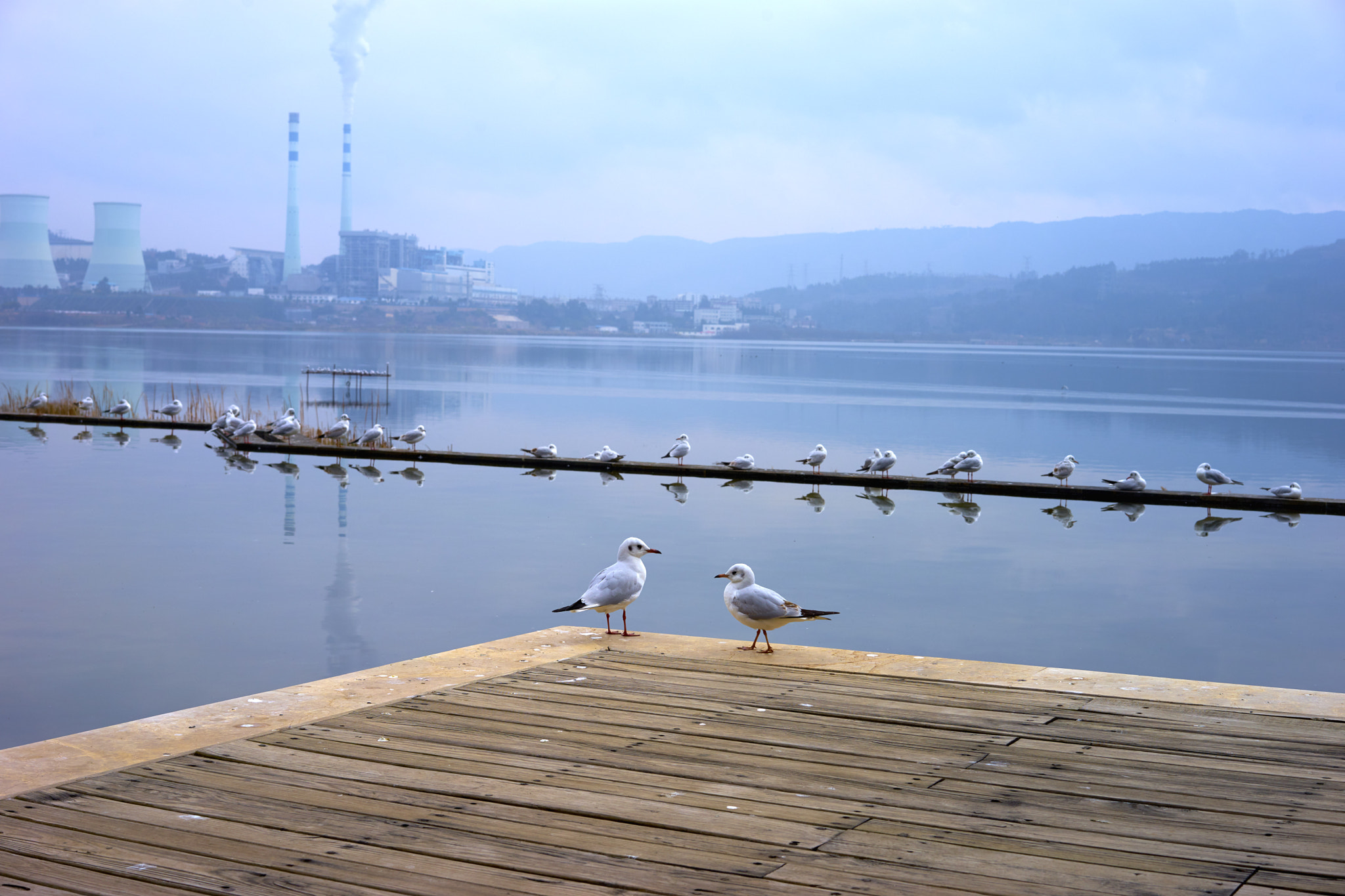 Sony Sonnar T* FE 55mm F1.8 ZA sample photo. Seagulls on winter lake near a factory photography