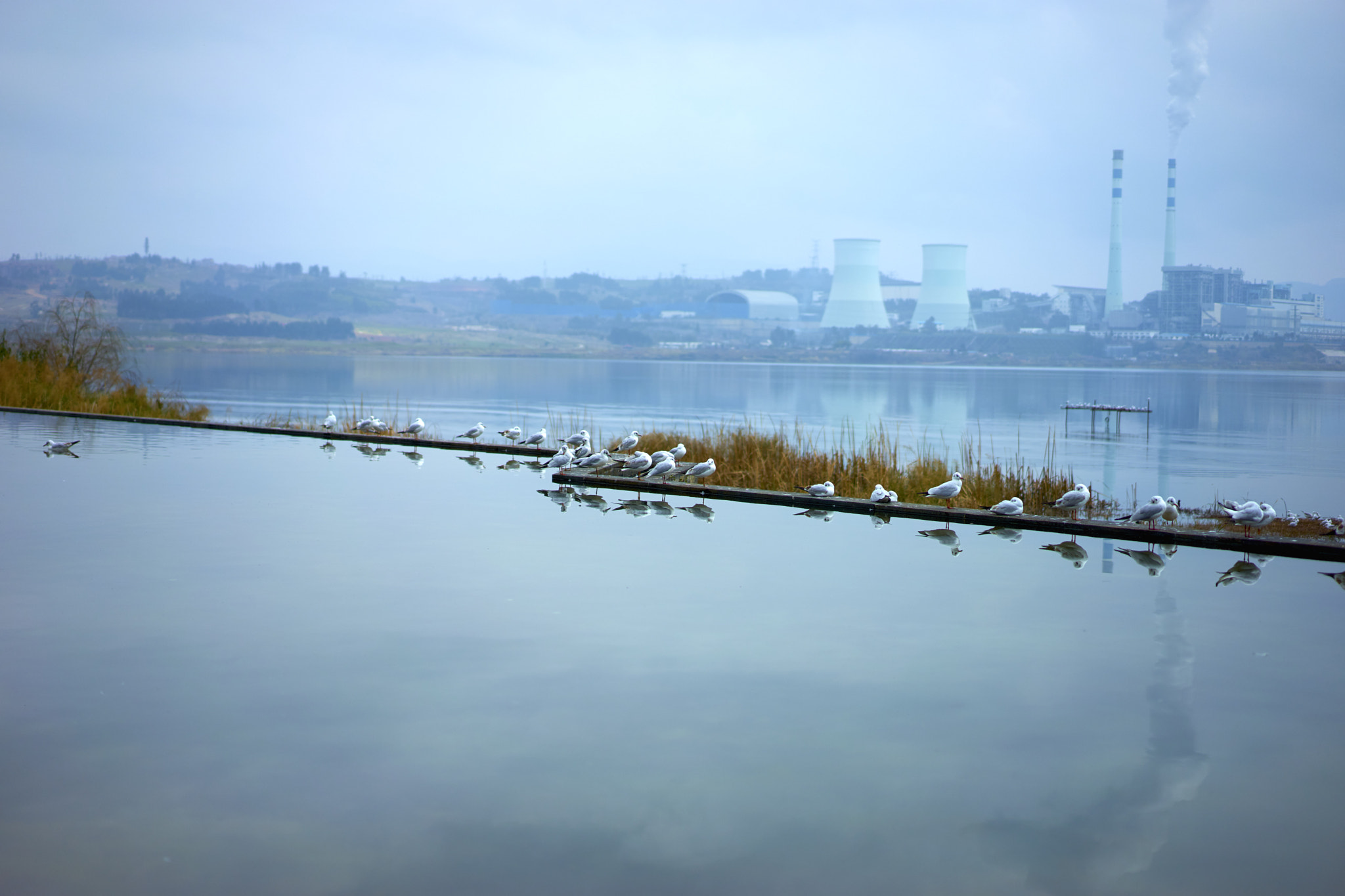 Sony Sonnar T* FE 55mm F1.8 ZA sample photo. Seagulls on winter lake near a factory photography