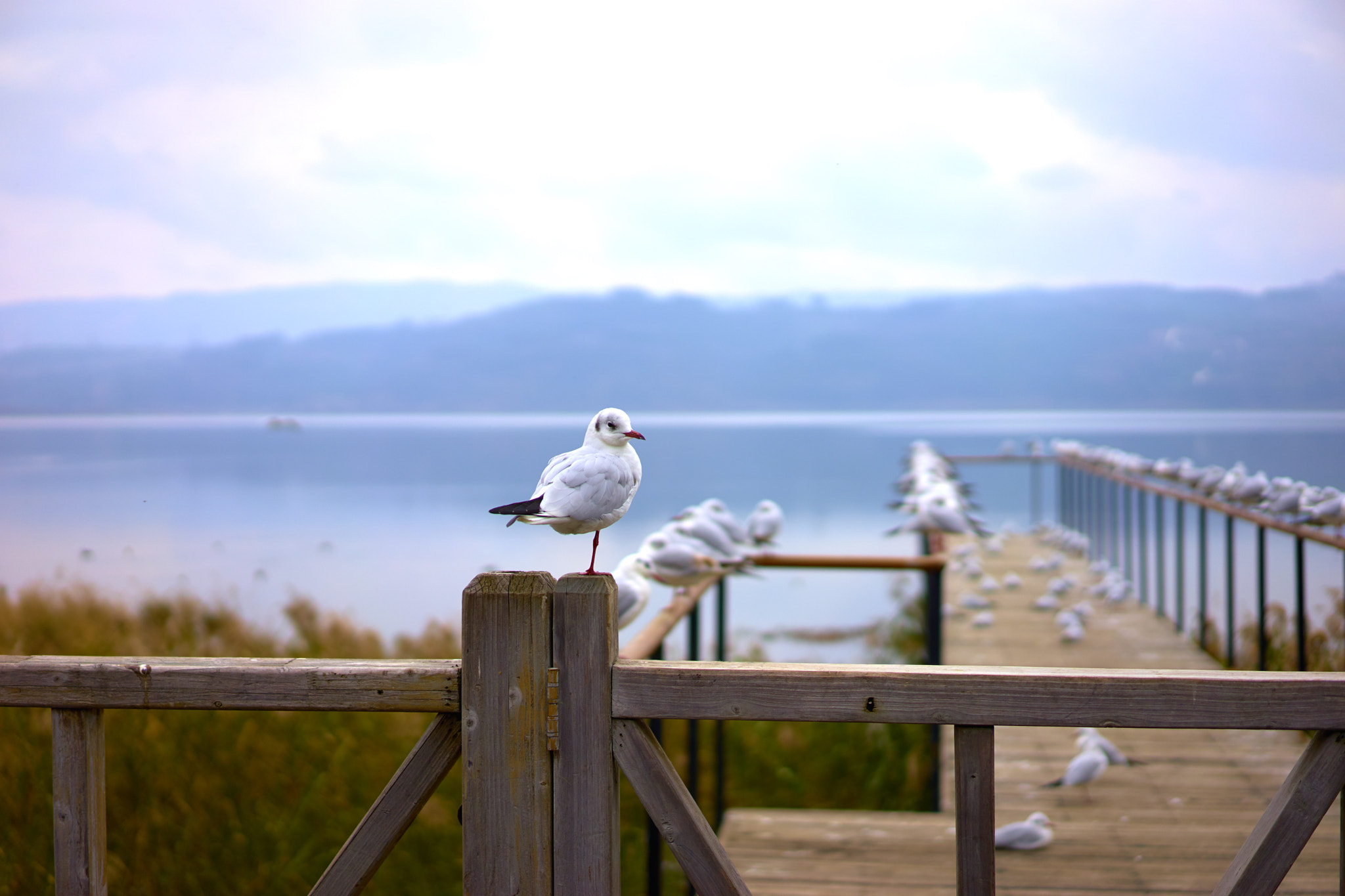 Sony a7 II + Sony Sonnar T* FE 55mm F1.8 ZA sample photo. Seagulls on winter lake near a factory photography