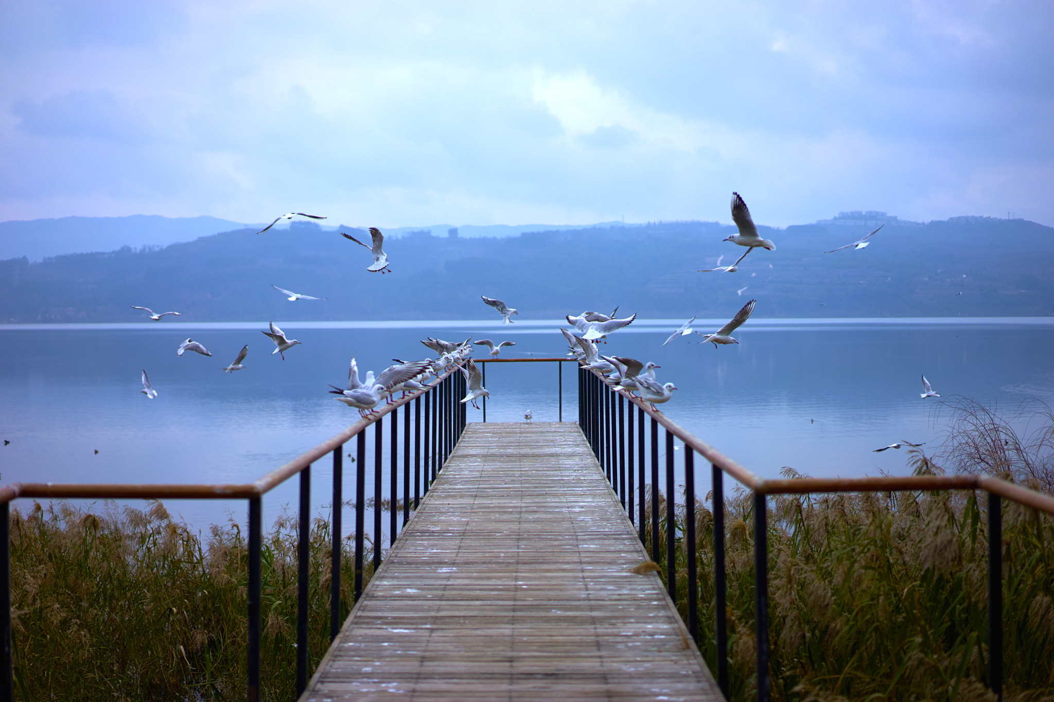 Sony a7 II + Sony Sonnar T* FE 55mm F1.8 ZA sample photo. Seagulls on winter lake near a factory photography