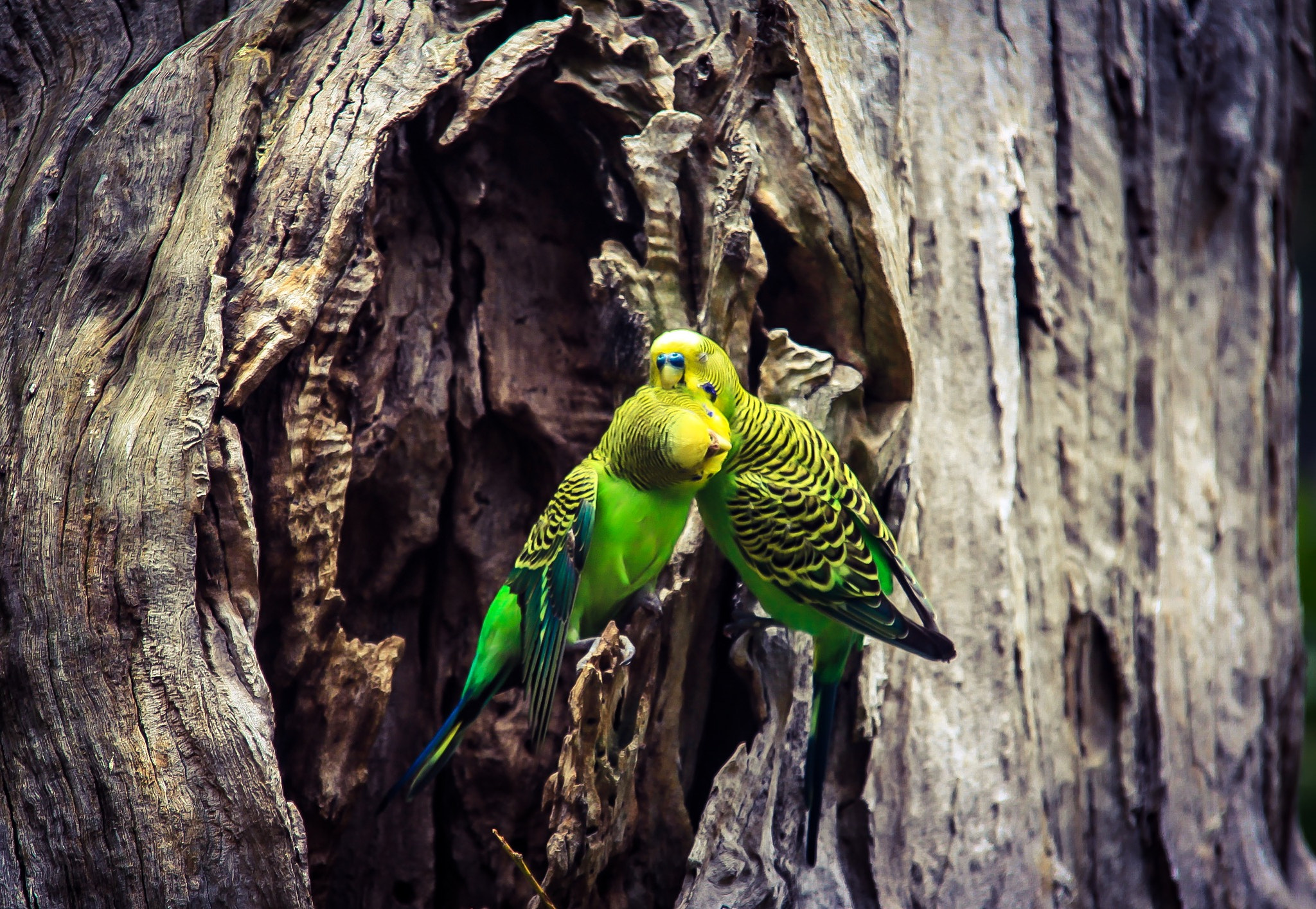 Sigma 18-200mm f/3.5-6.3 DC OS sample photo. Parots photography