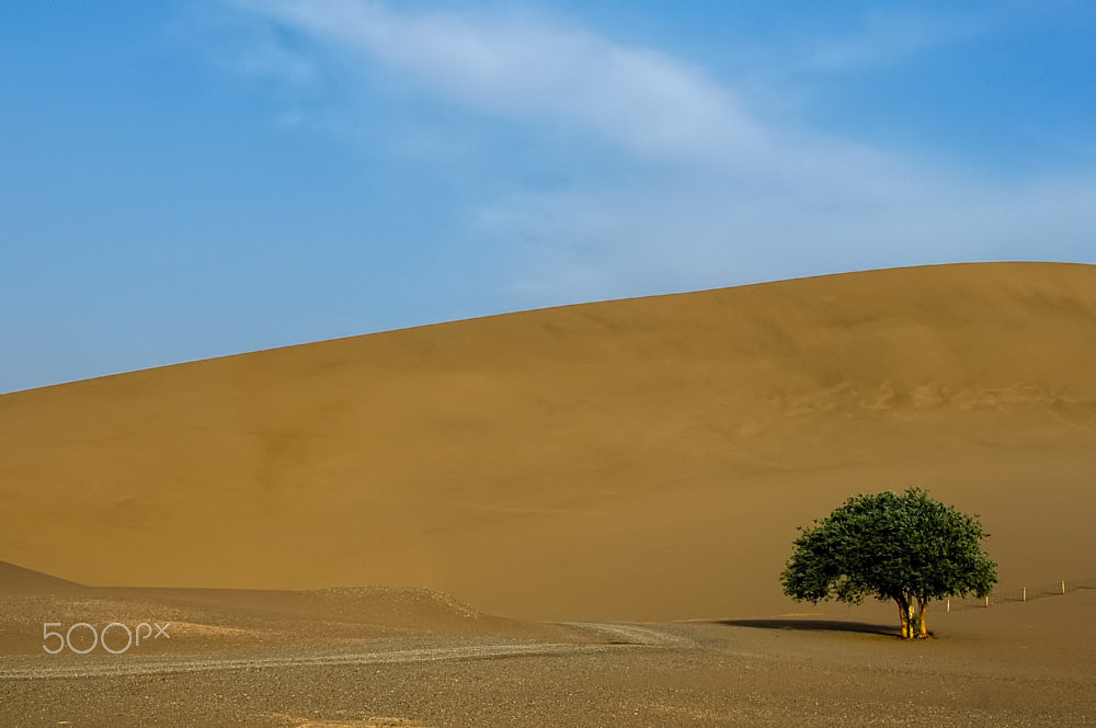 Nikon D2X + AF Zoom-Nikkor 35-70mm f/2.8D sample photo. A lone tree photography