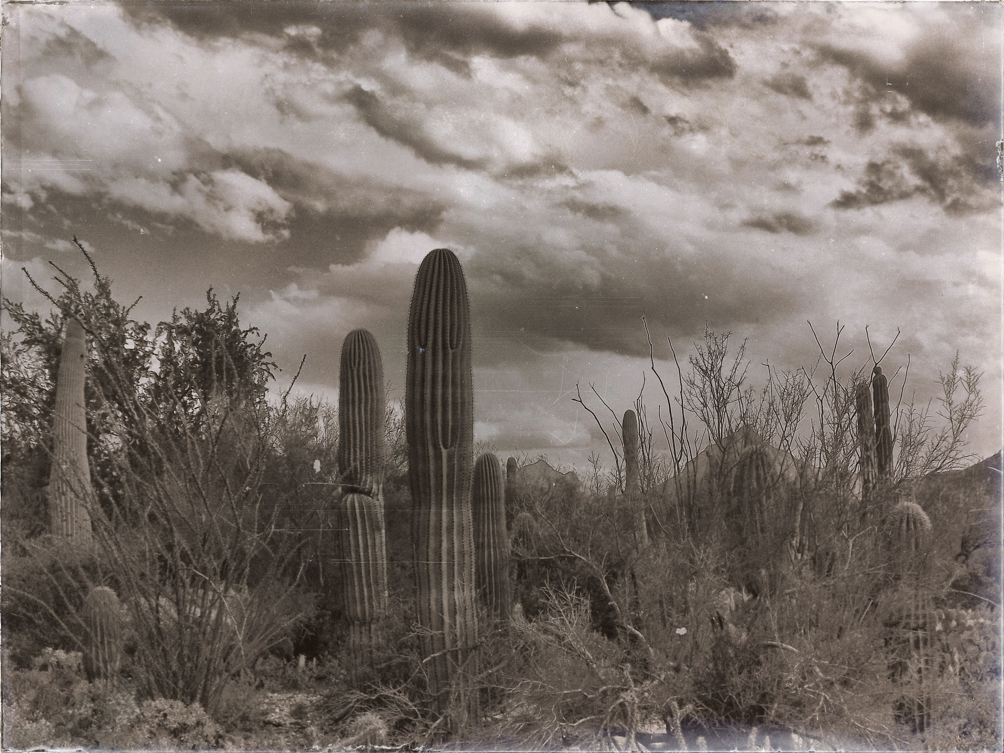 Fujifilm FinePix S4080 sample photo. Sonoran desert photography