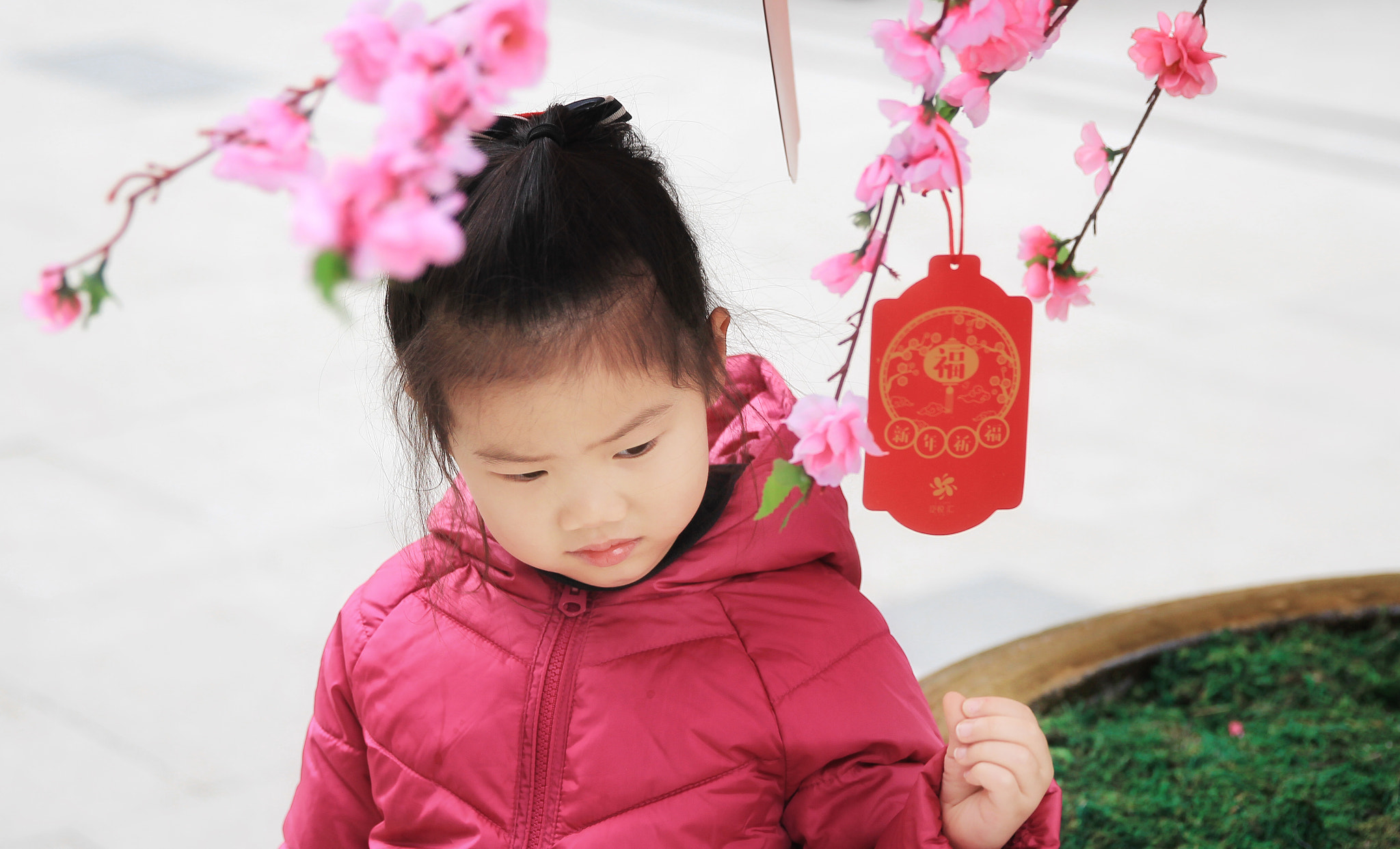 Canon EF 24-70mm F2.8L II USM sample photo. Willing tree photography