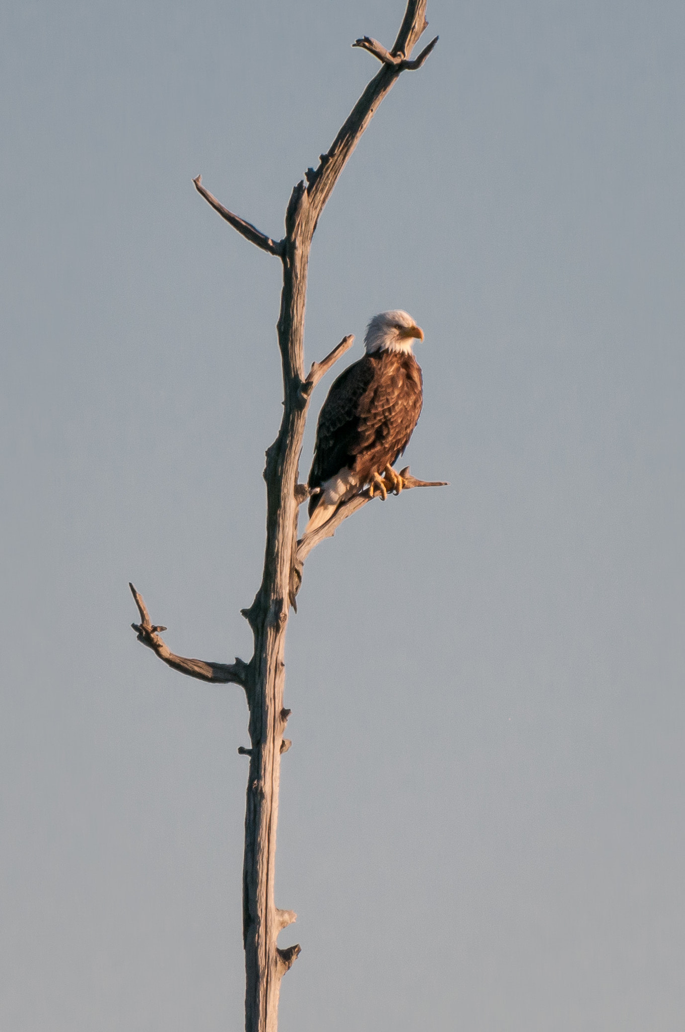 Nikon AF-S Nikkor 200-500mm F5.6E ED VR sample photo. Bald eagle photography