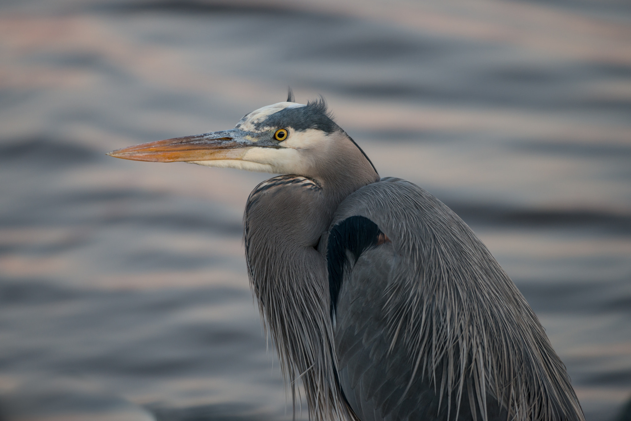 Nikon AF-S Nikkor 200-500mm F5.6E ED VR sample photo. Great blue heron photography