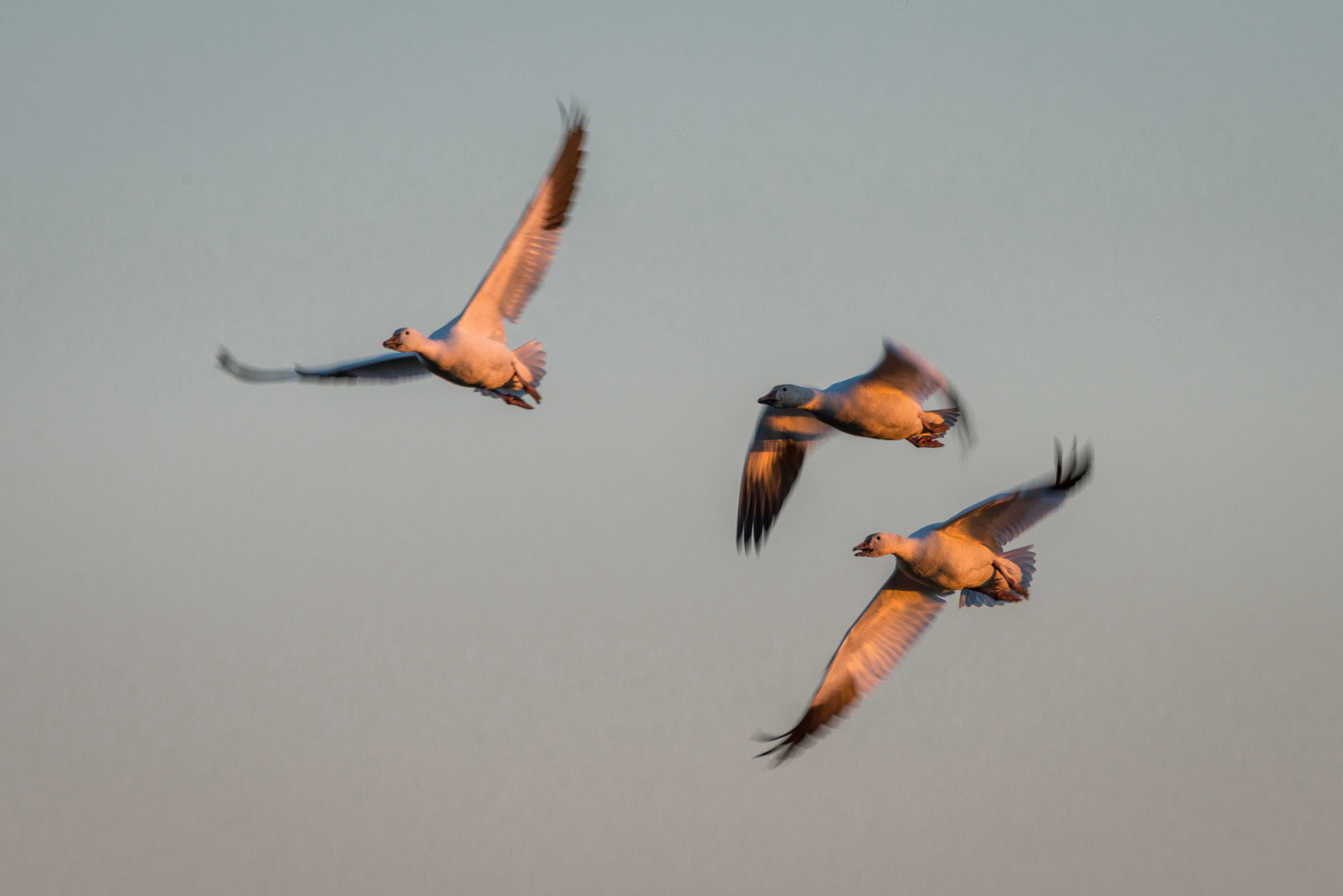 Nikon AF-S Nikkor 200-500mm F5.6E ED VR sample photo. Snow geese photography