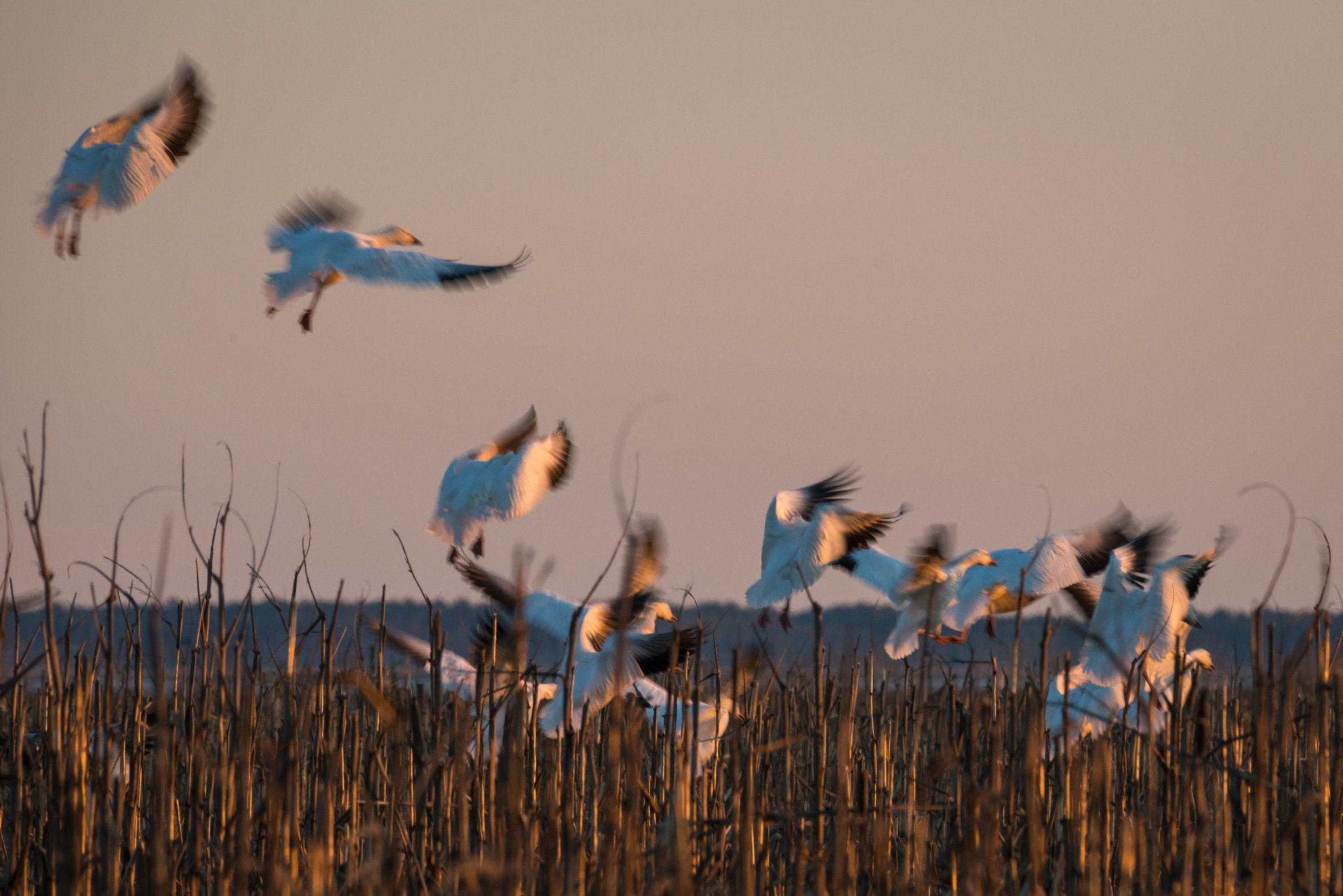 Nikon AF-S Nikkor 200-500mm F5.6E ED VR sample photo. Snow geese landing photography