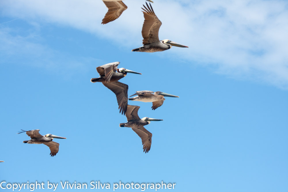 Canon EOS 40D sample photo. Brown pelicans ormond beach fl photography