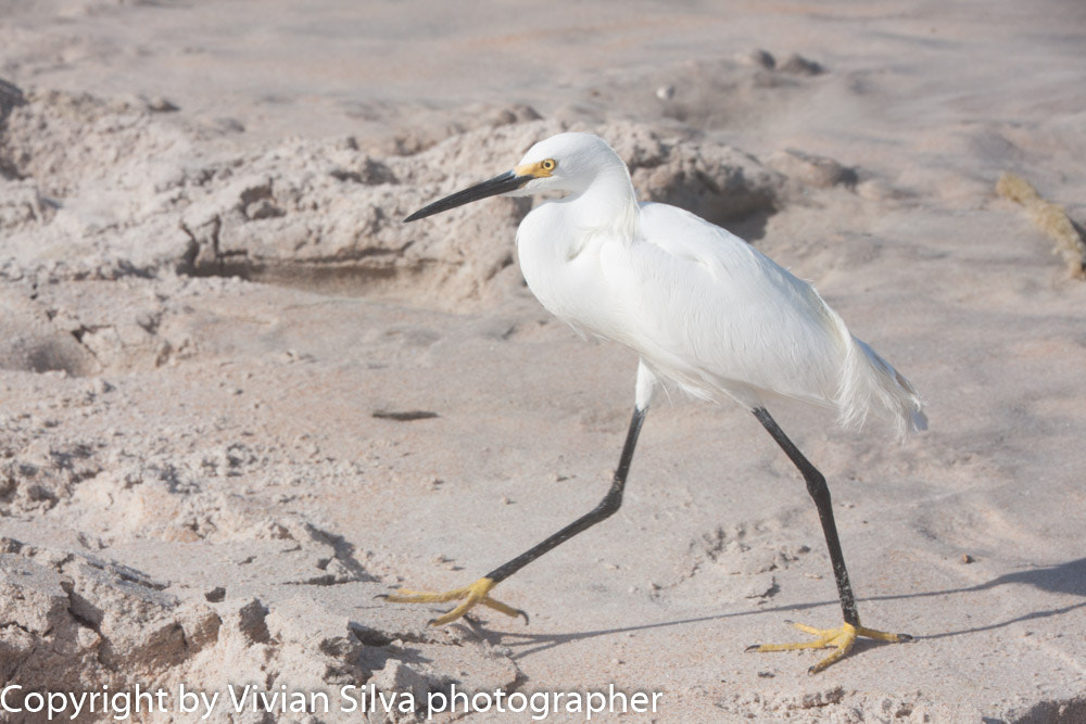 Canon EOS 40D sample photo. Great white egret bird photography