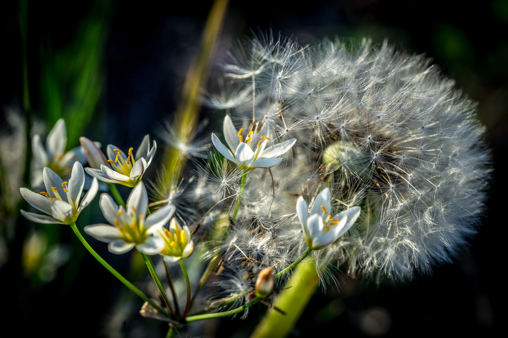 Canon EF 100mm F2.8L Macro IS USM sample photo. Flower photography