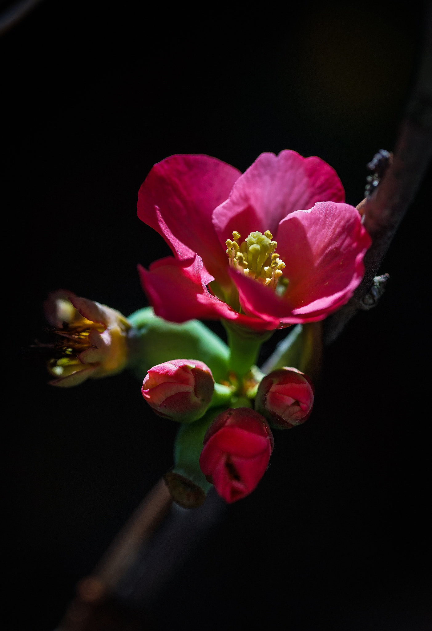 100mm F2.8 G SSM OSS sample photo. Flower photography