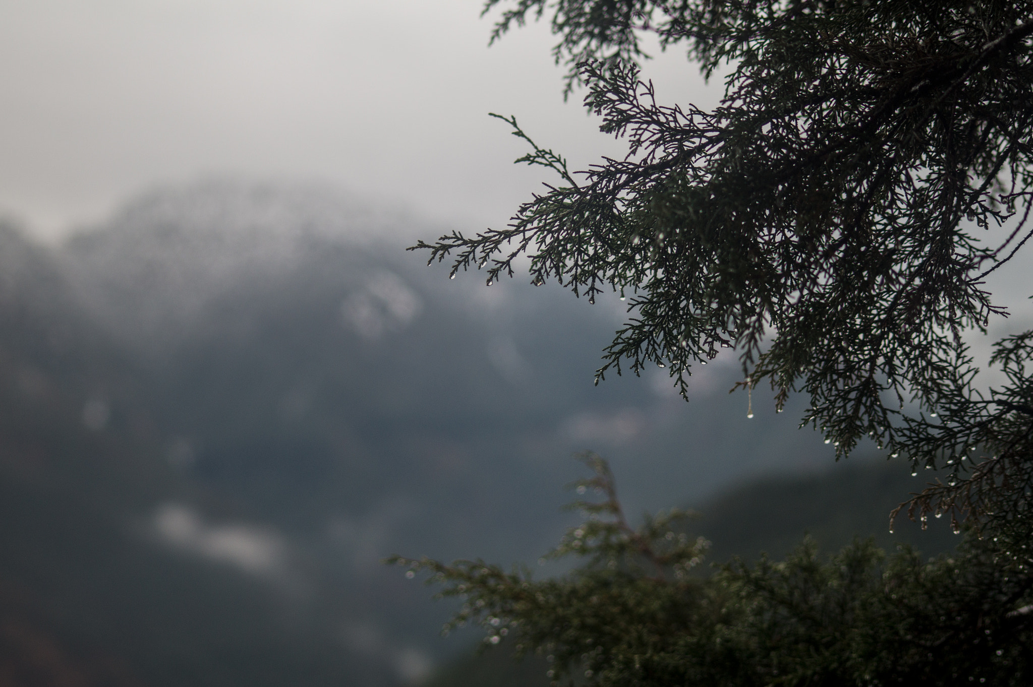 Sigma 70-300mm F4-5.6 DL Macro sample photo. Due drops photography