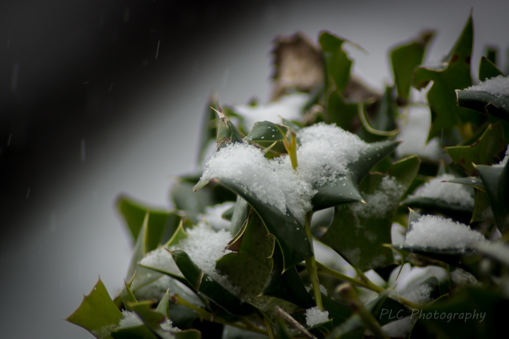 Tamron SP 24-70mm F2.8 Di VC USD sample photo. Holly bush photography
