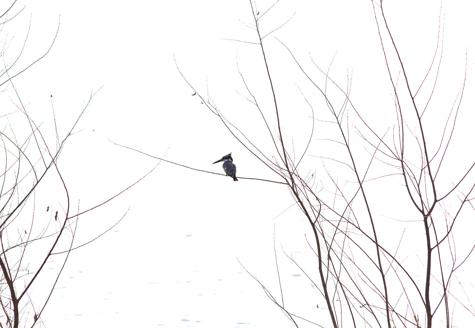 Canon EF 200mm F2.8L II USM sample photo. Mg photography