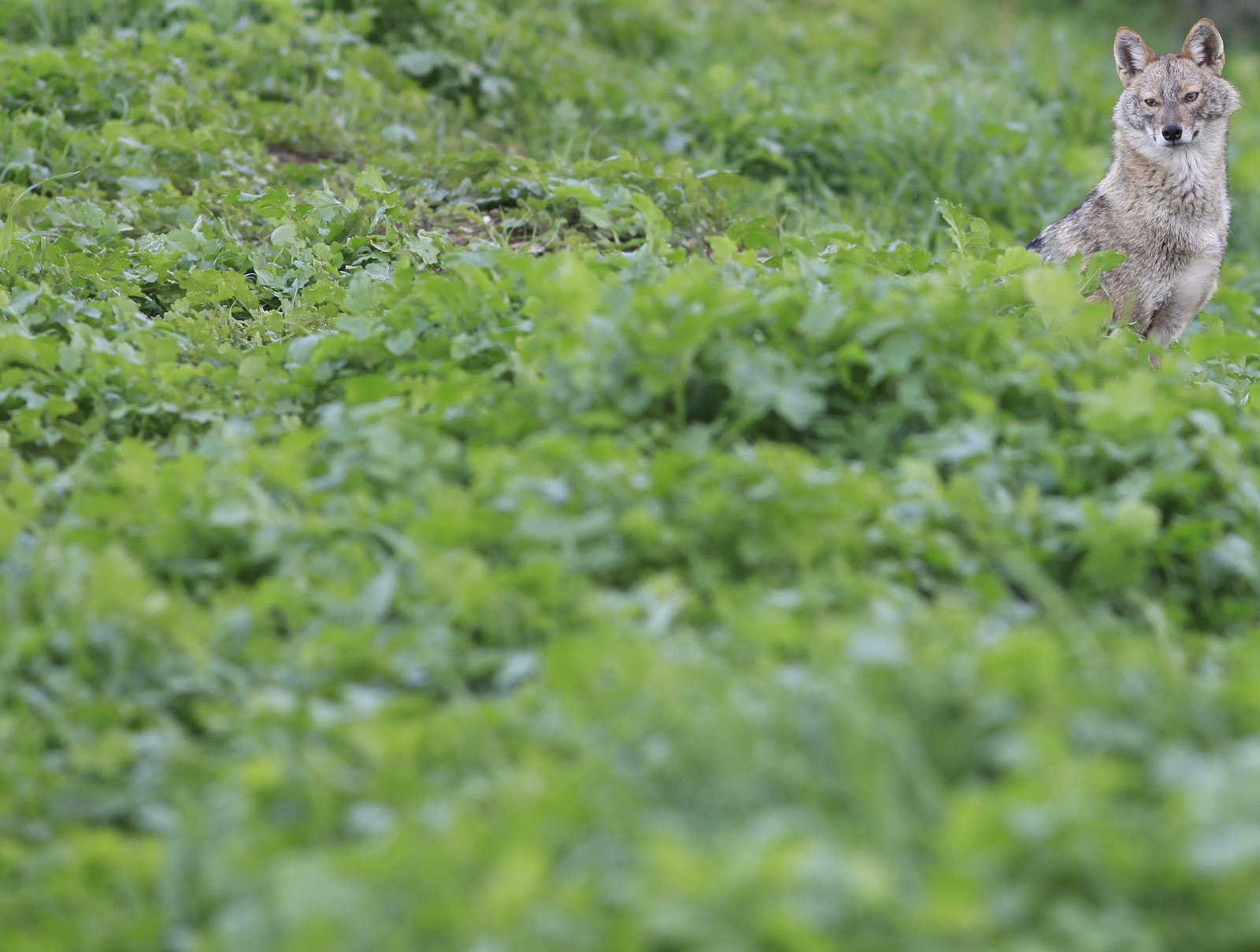 Canon EF 200mm F2.8L II USM sample photo. Mg photography