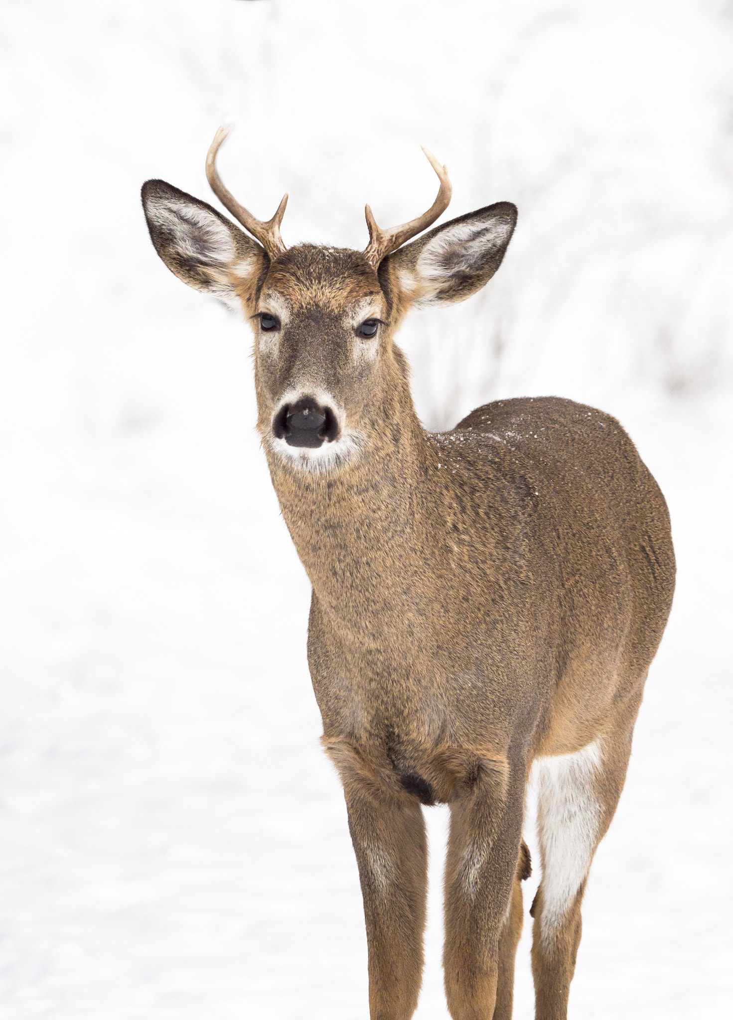 Olympus OM-D E-M1 Mark II + Olympus M.Zuiko Digital ED 40-150mm F2.8 Pro sample photo. Young buck model photography