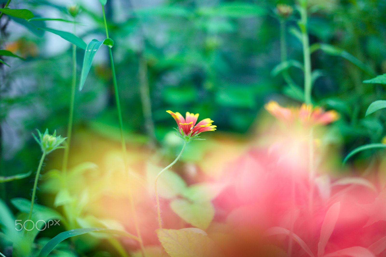 Canon EF 40mm F2.8 STM sample photo. *16*08*30{2} photography