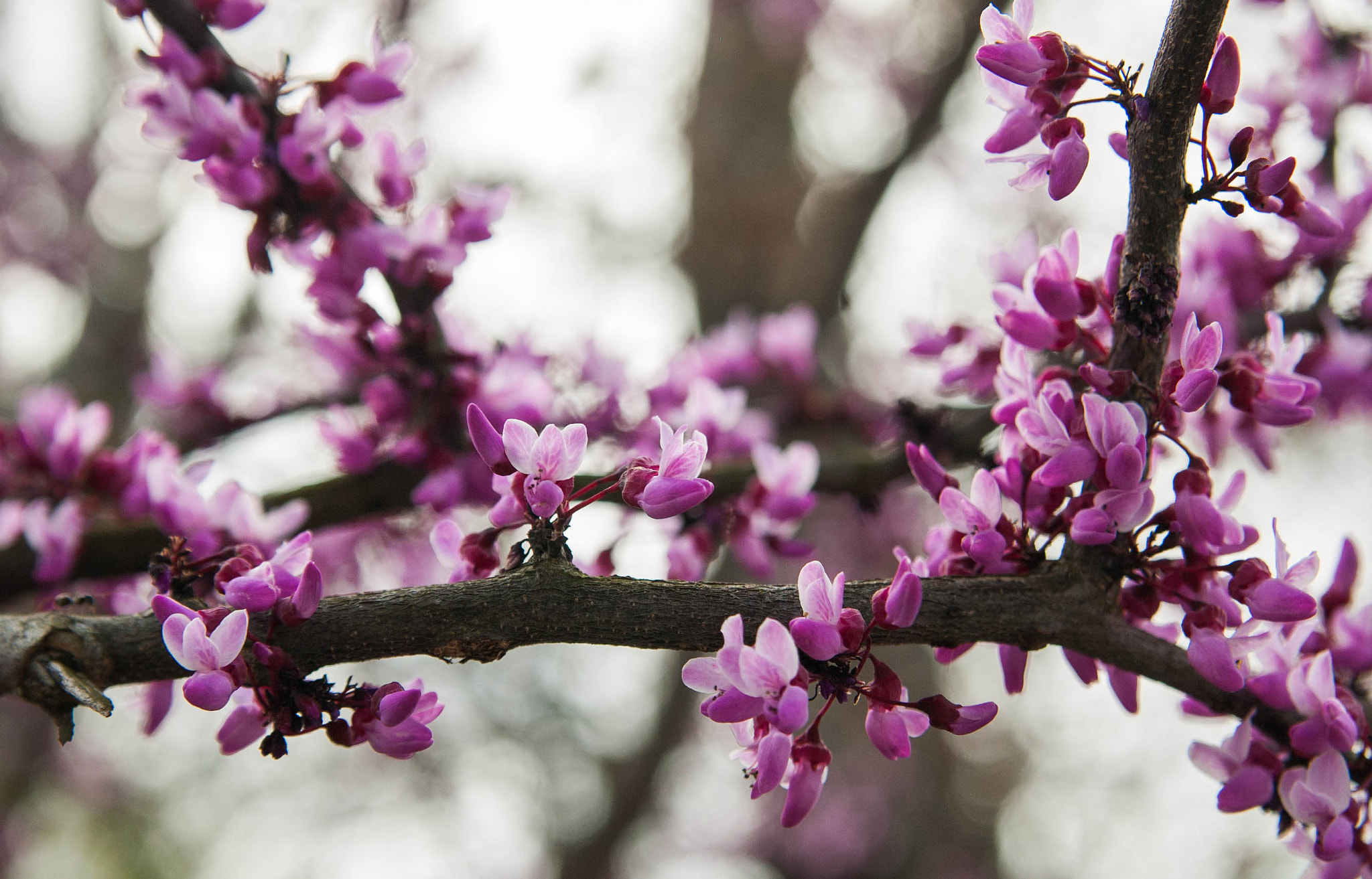 Nikon D70 sample photo. Blossoms photography