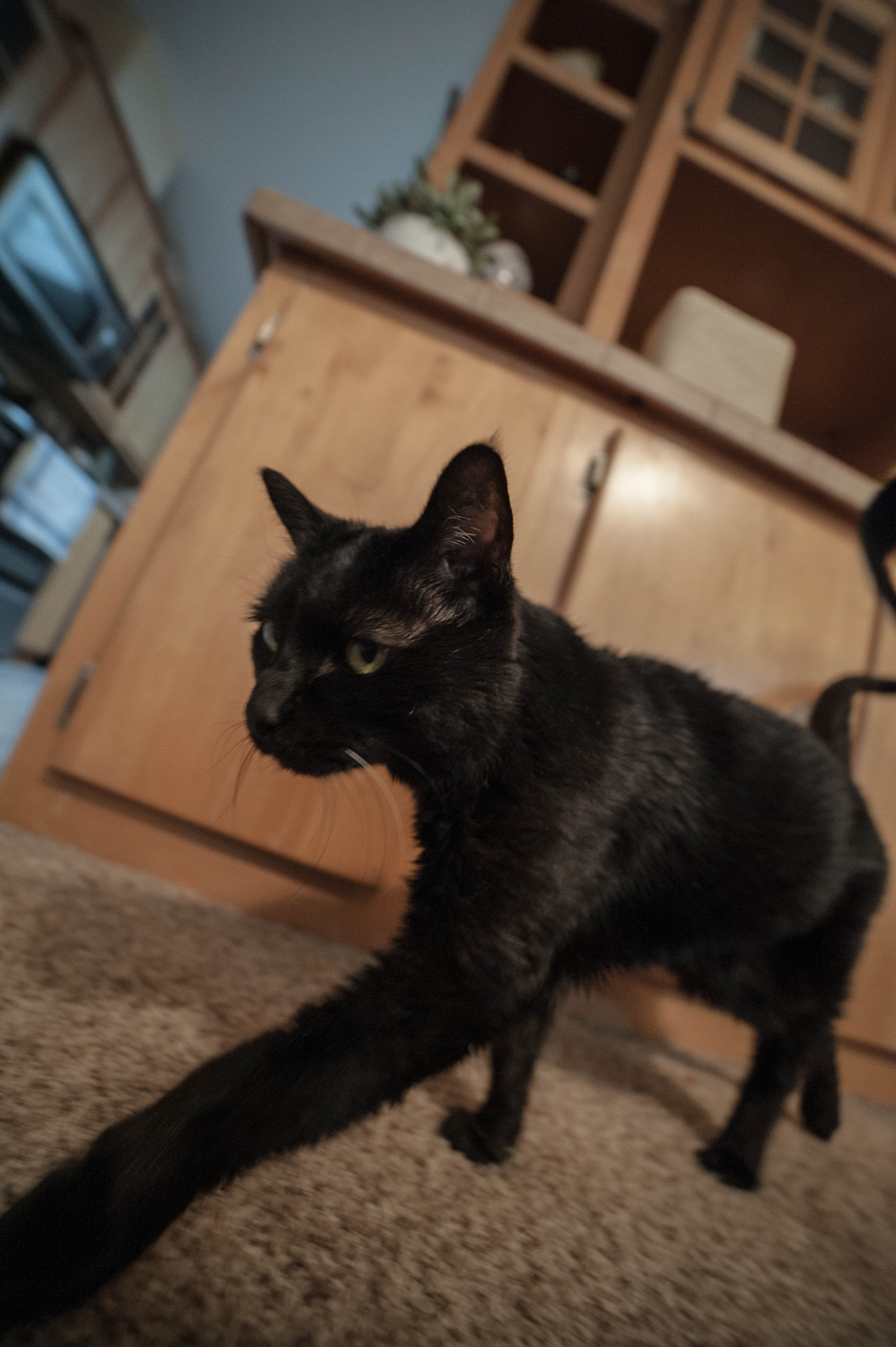 Samyang 14mm F2.8 ED AS IF UMC sample photo. Wide angle cat photography