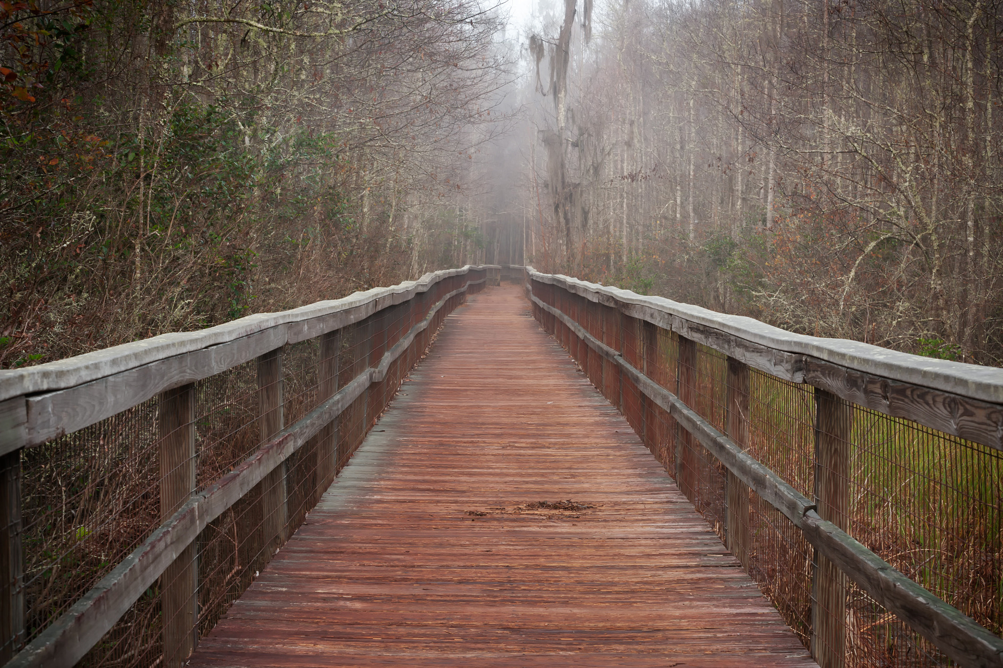 Nikon D3 sample photo. Walk the swamp photography