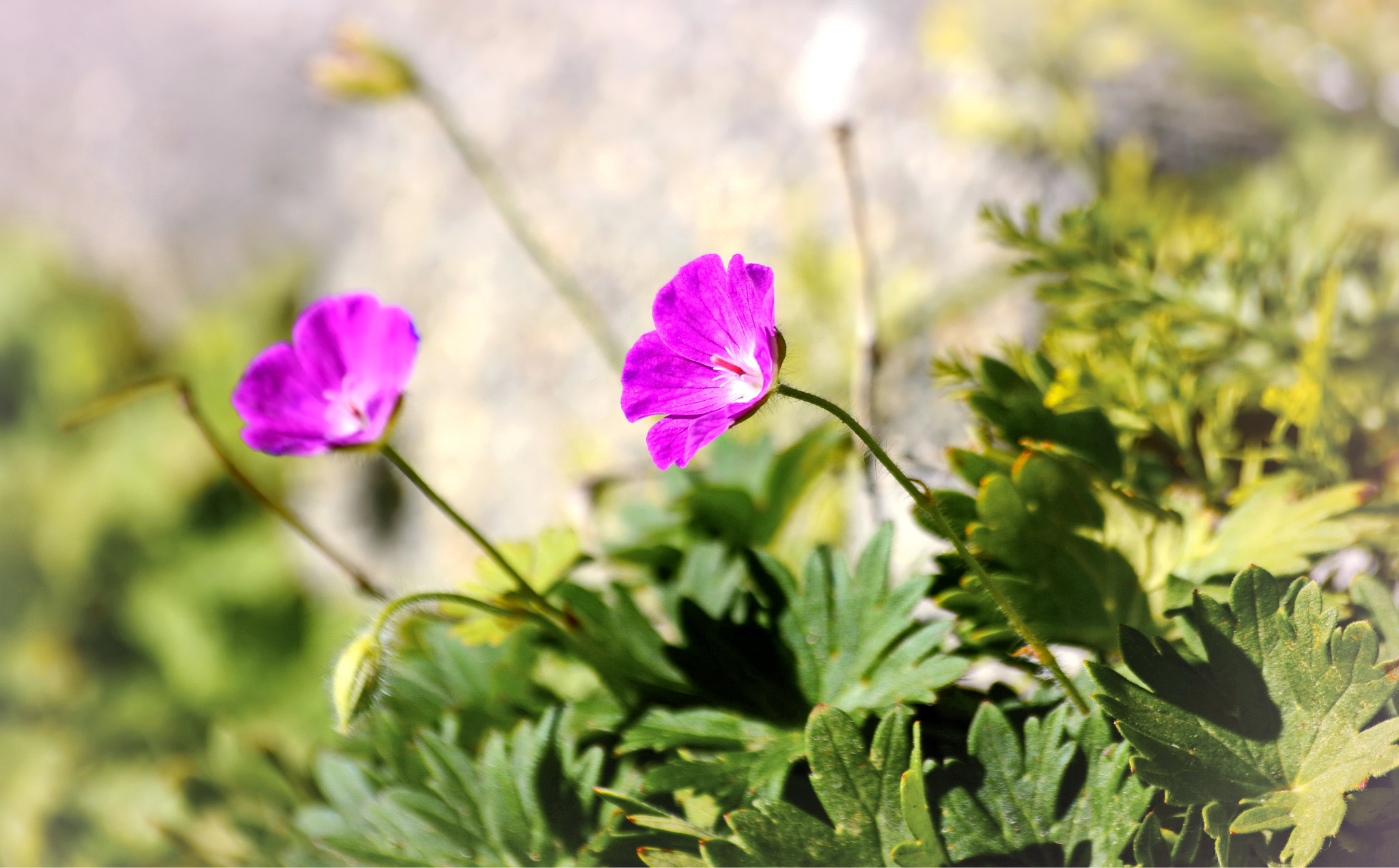 Sigma 70-300mm F4-5.6 APO Macro Super II sample photo. Tiny bloom photography