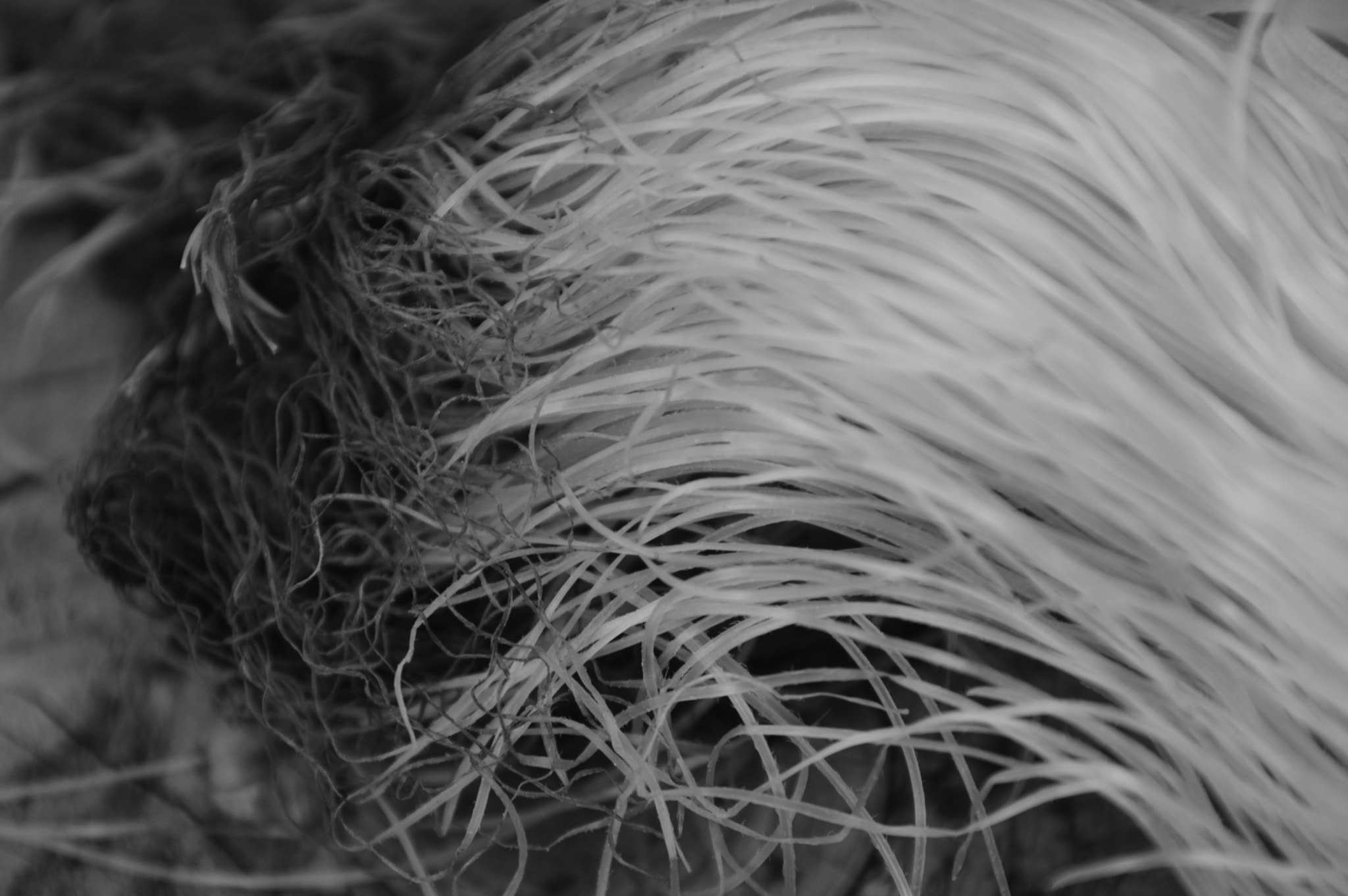 Nikon D3200 sample photo. Corn silk photography