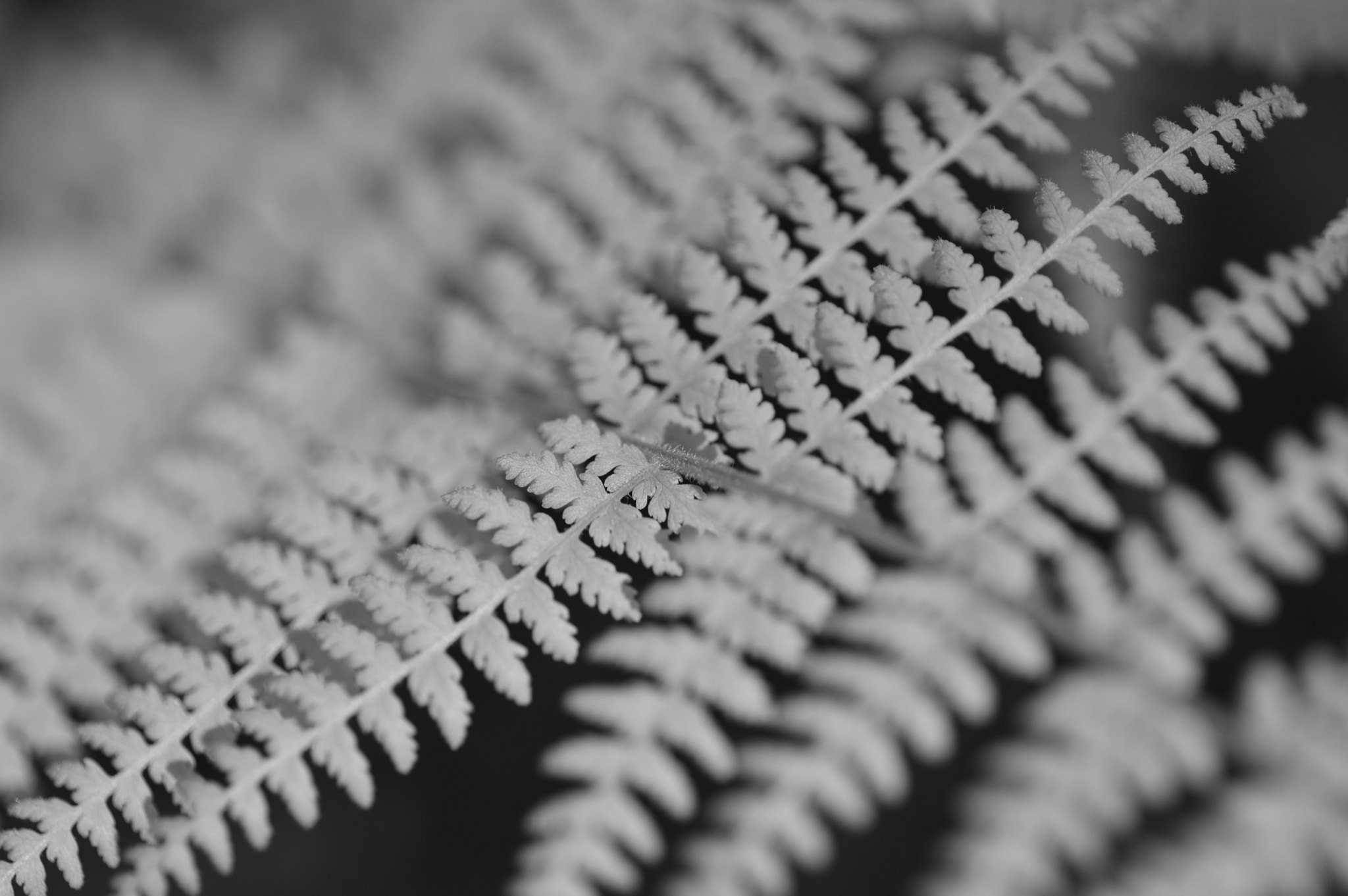 Nikon D3200 sample photo. Macro first test photography