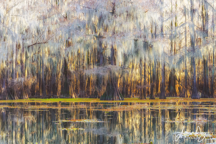 Pentax smc DA* 50-135mm F2.8 ED (IF) SDM sample photo. Spanish moss and cypress photography