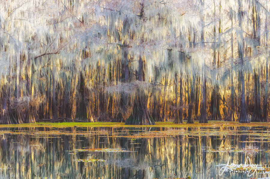 Pentax K-3 II sample photo. Spanish moss and cypress photography