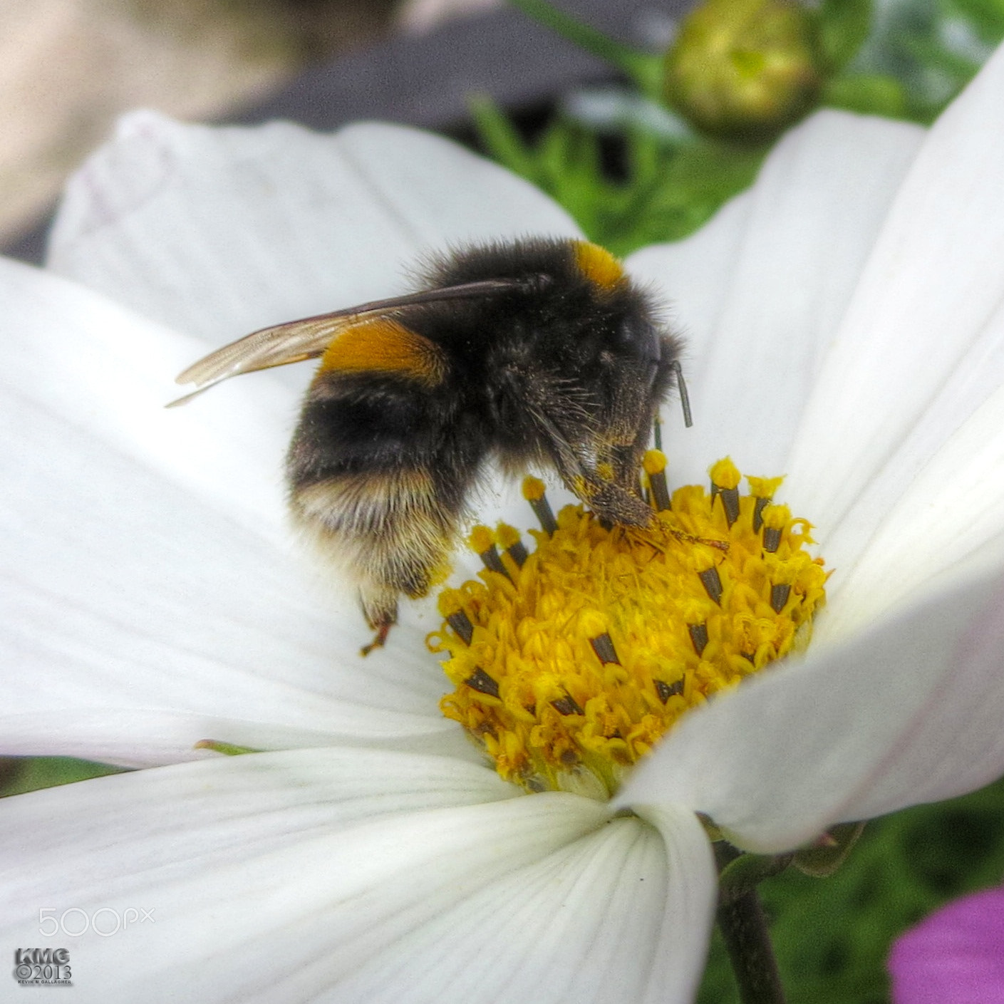 Canon PowerShot ELPH 330 HS (IXUS 255 HS / IXY 610F) sample photo. Bumble bee on white and yellow o photography