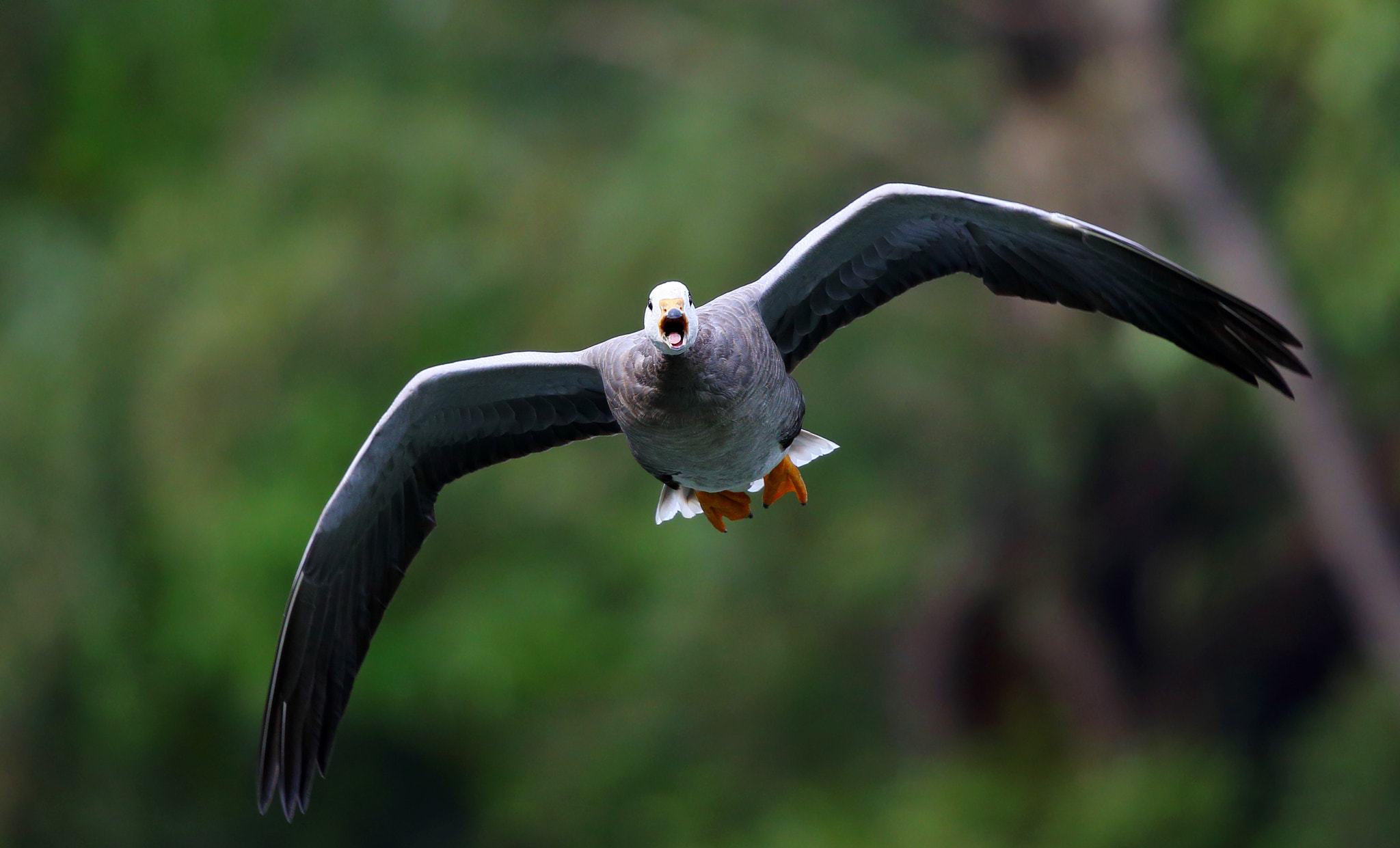 Canon EF 300mm F2.8L IS II USM sample photo. Anser indicus photography