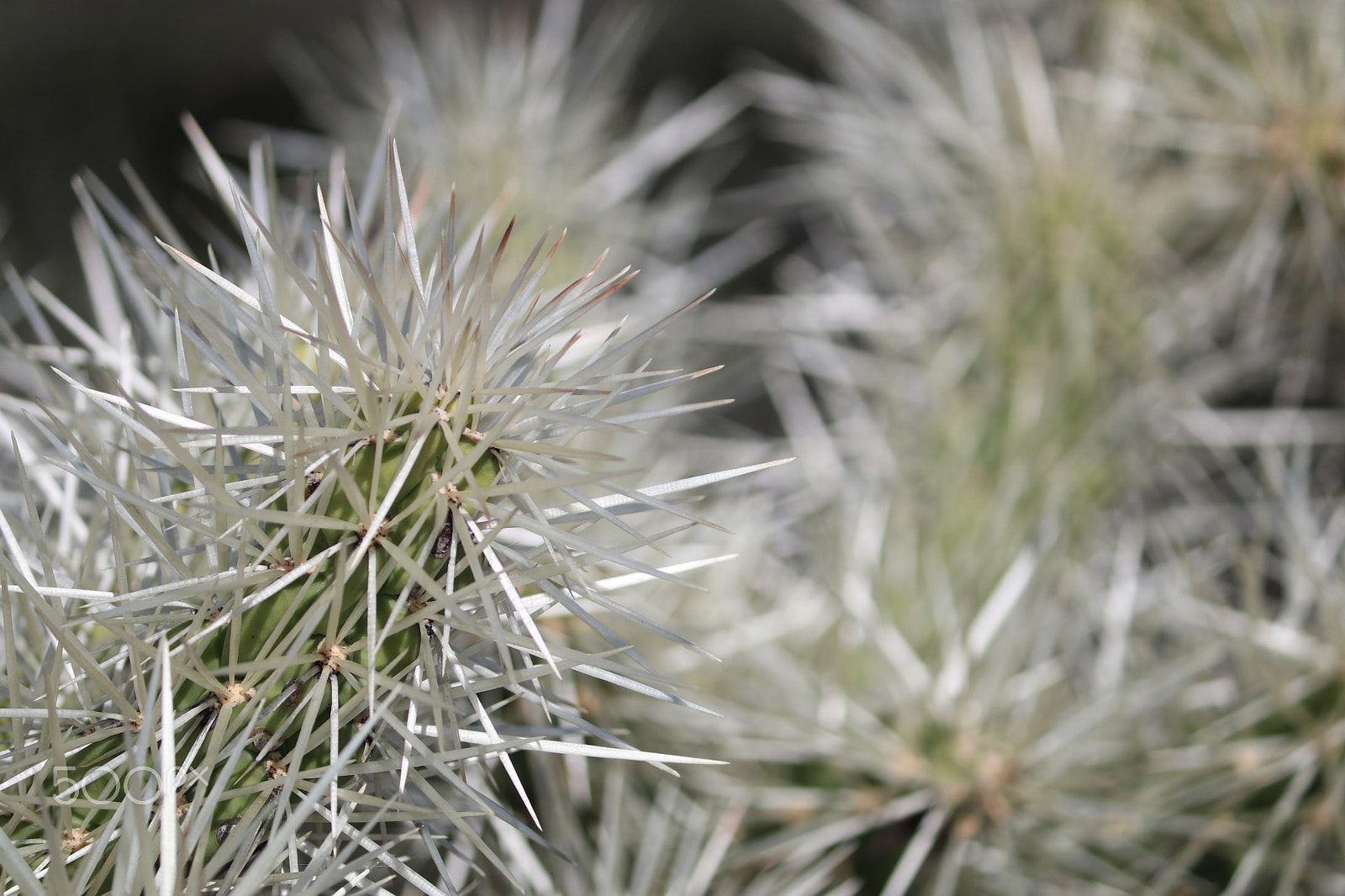 Canon EF-S 55-250mm F4-5.6 IS II sample photo. Wild beauty "thorns" photography