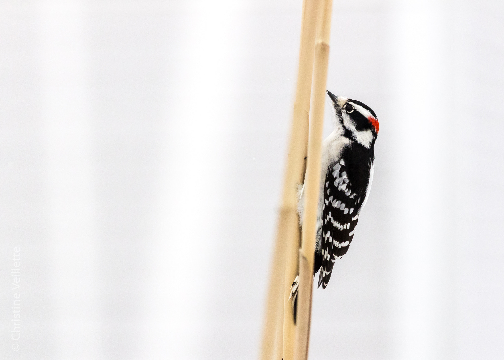 Canon EF-S 55-250mm F4-5.6 IS STM sample photo. Downy woodpecker photography