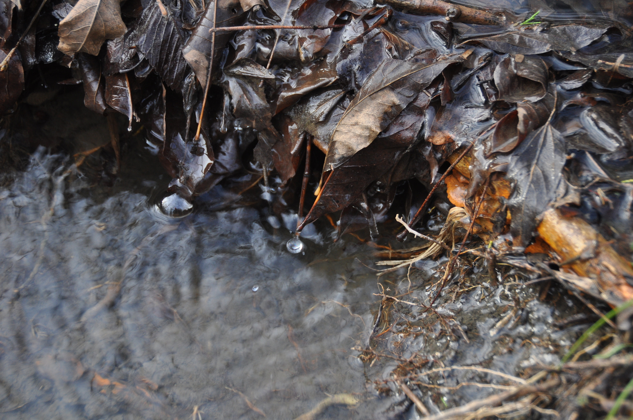 Nikon D5000 sample photo. Geiger, al photography