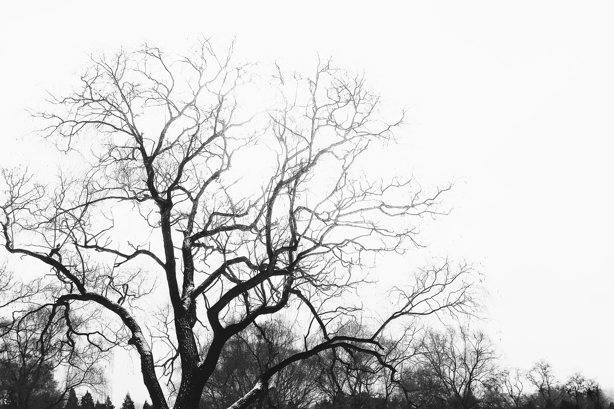 Olympus PEN E-P5 + Olympus M.Zuiko Digital 14-42mm F3.5-5.6 II R sample photo. Tree in winter. photography