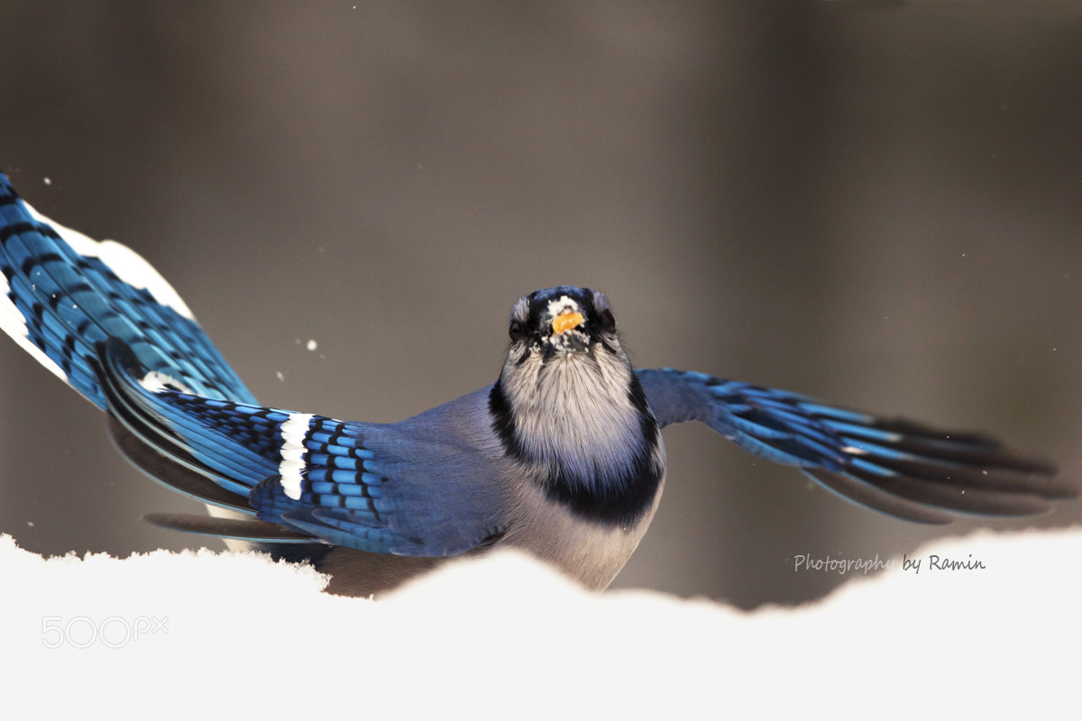 Canon EOS 7D Mark II + Canon EF 500mm F4L IS II USM sample photo. Blue dancer !!! photography