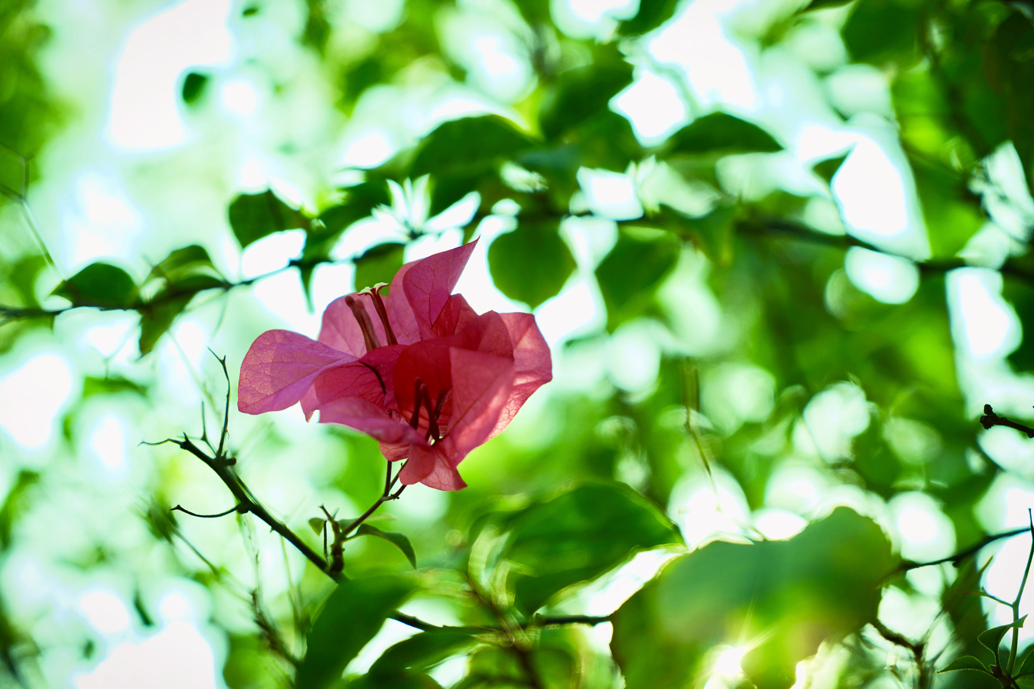 Sony a7 II + Sony Vario Tessar T* FE 24-70mm F4 ZA OSS sample photo